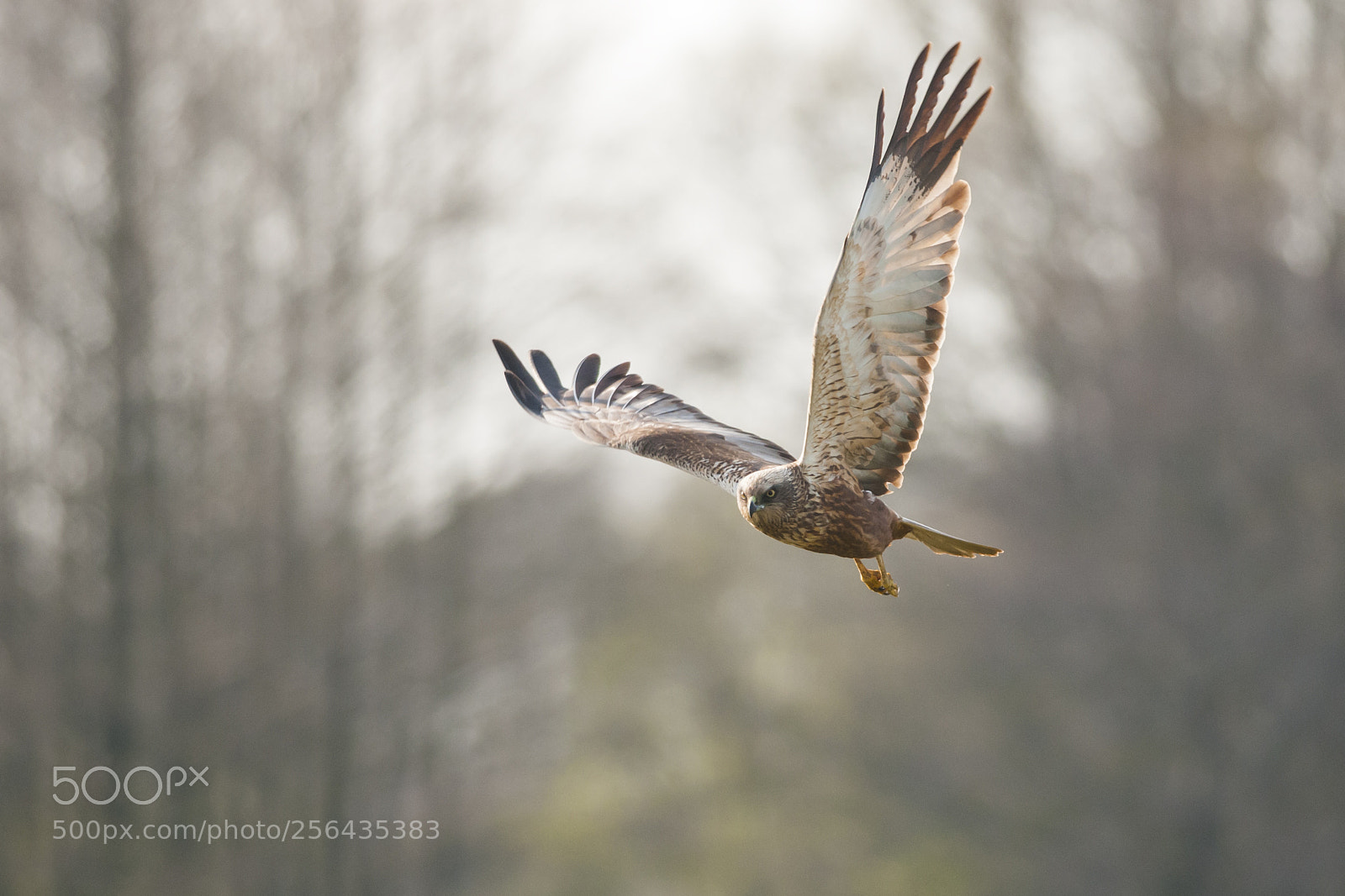 Nikon D300 sample photo. Western marsh harrier in photography
