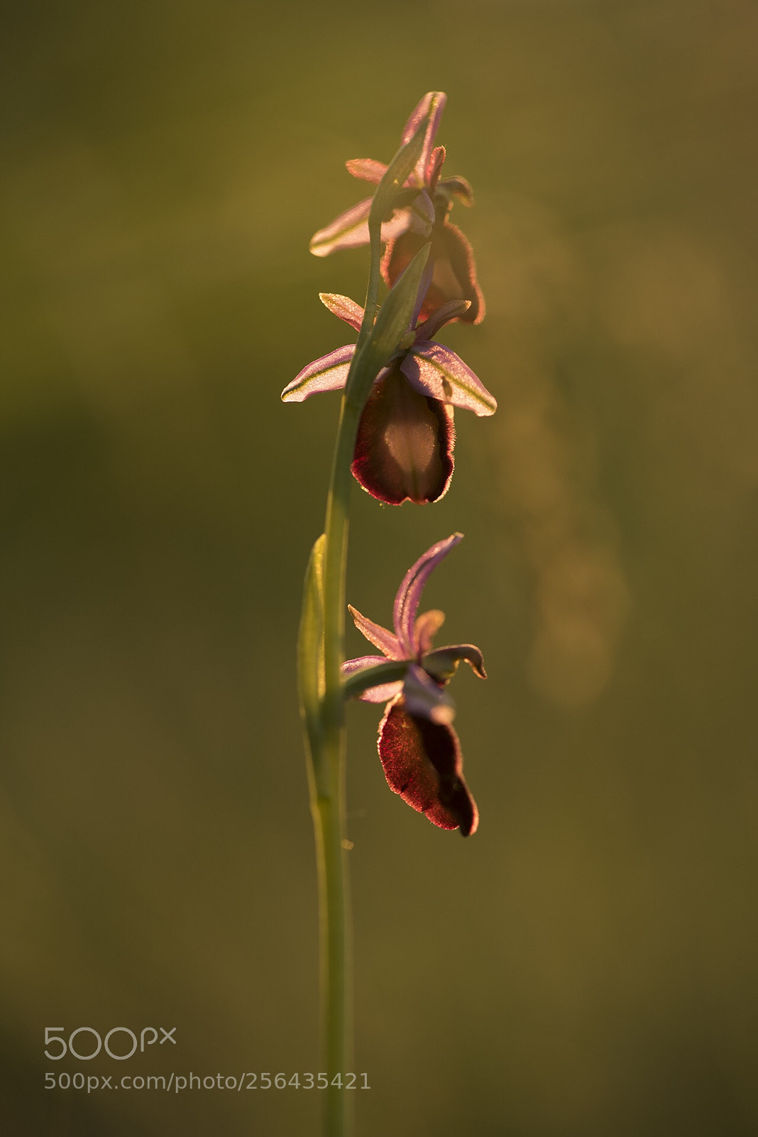 Nikon D810 sample photo. Ophrys bertolonii benacensis photography