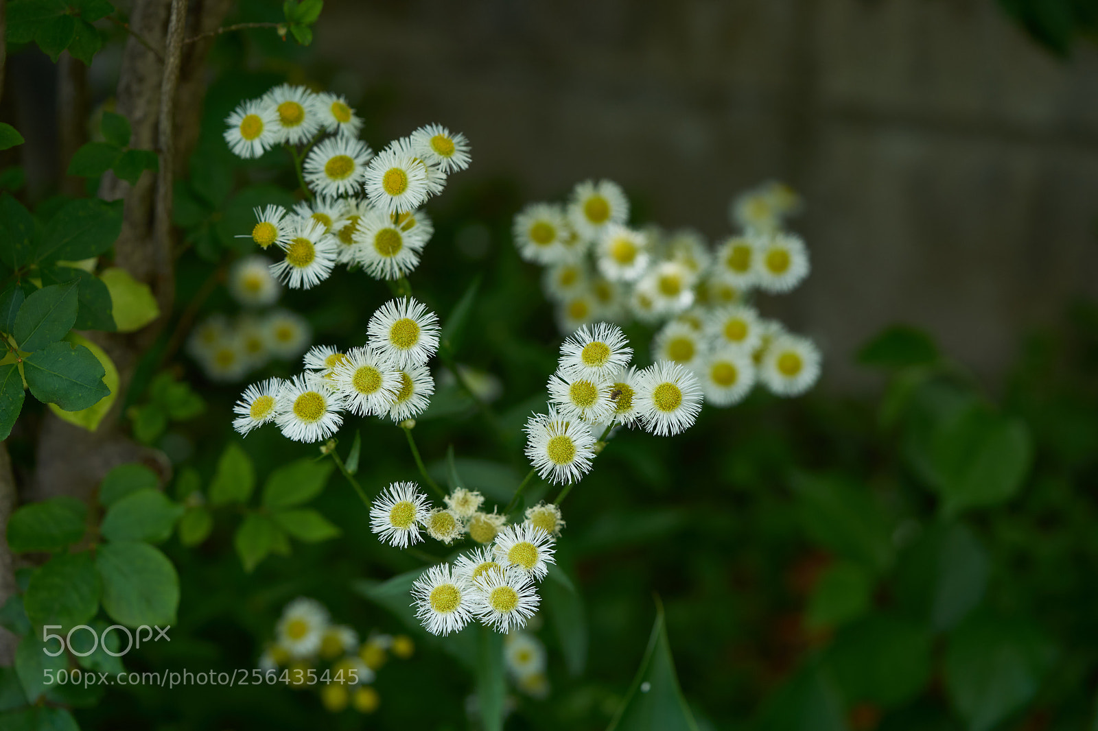 Sony a7 sample photo. Flowers 6529 photography