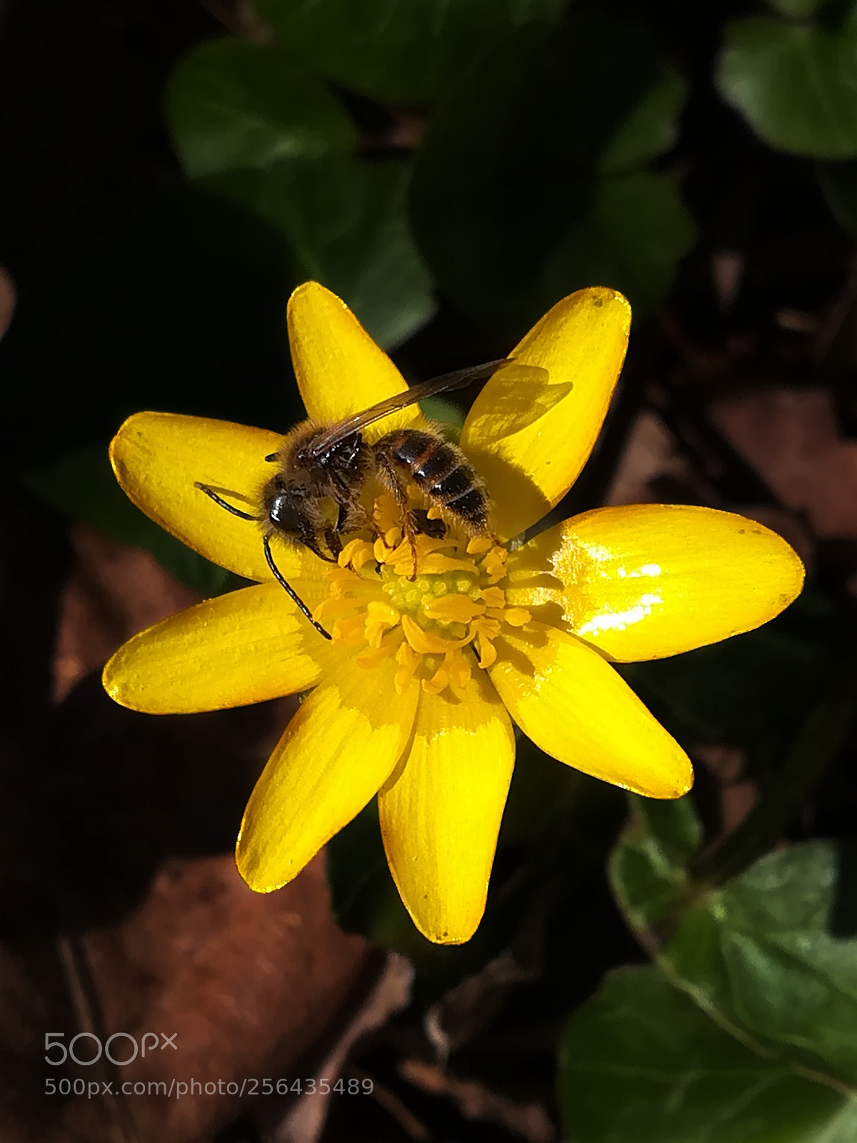 HUAWEI PRA-LX1 sample photo. Bee ? photography
