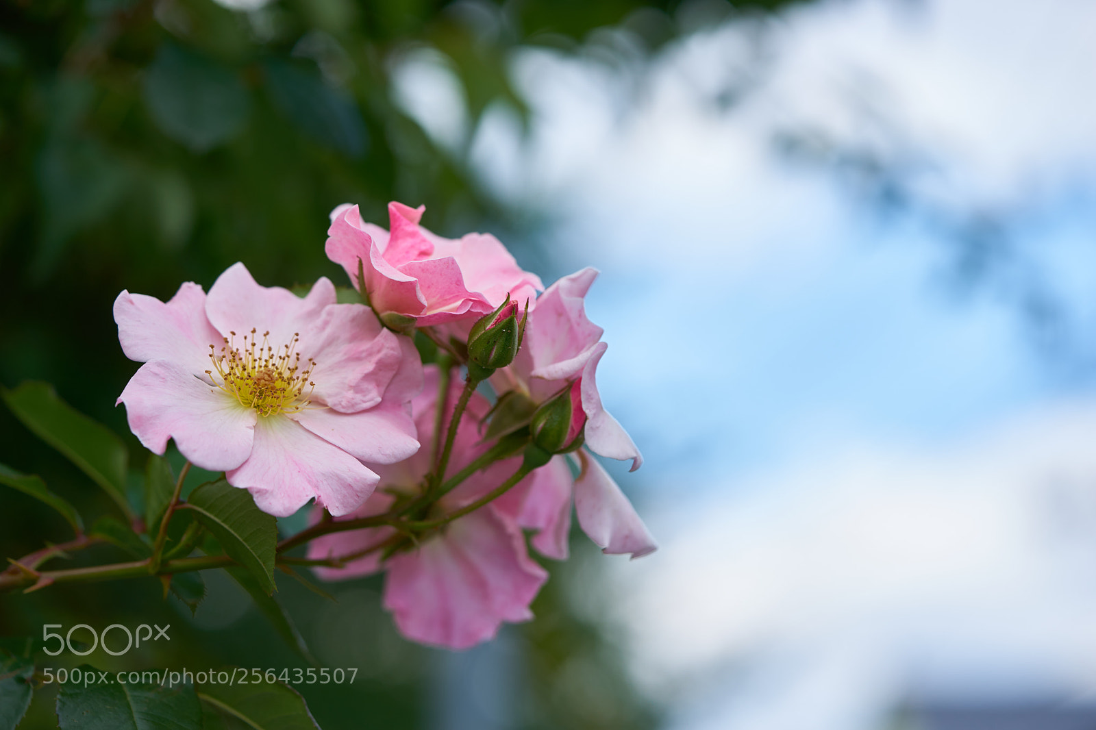 Sony a7 sample photo. Flowers 6530 photography