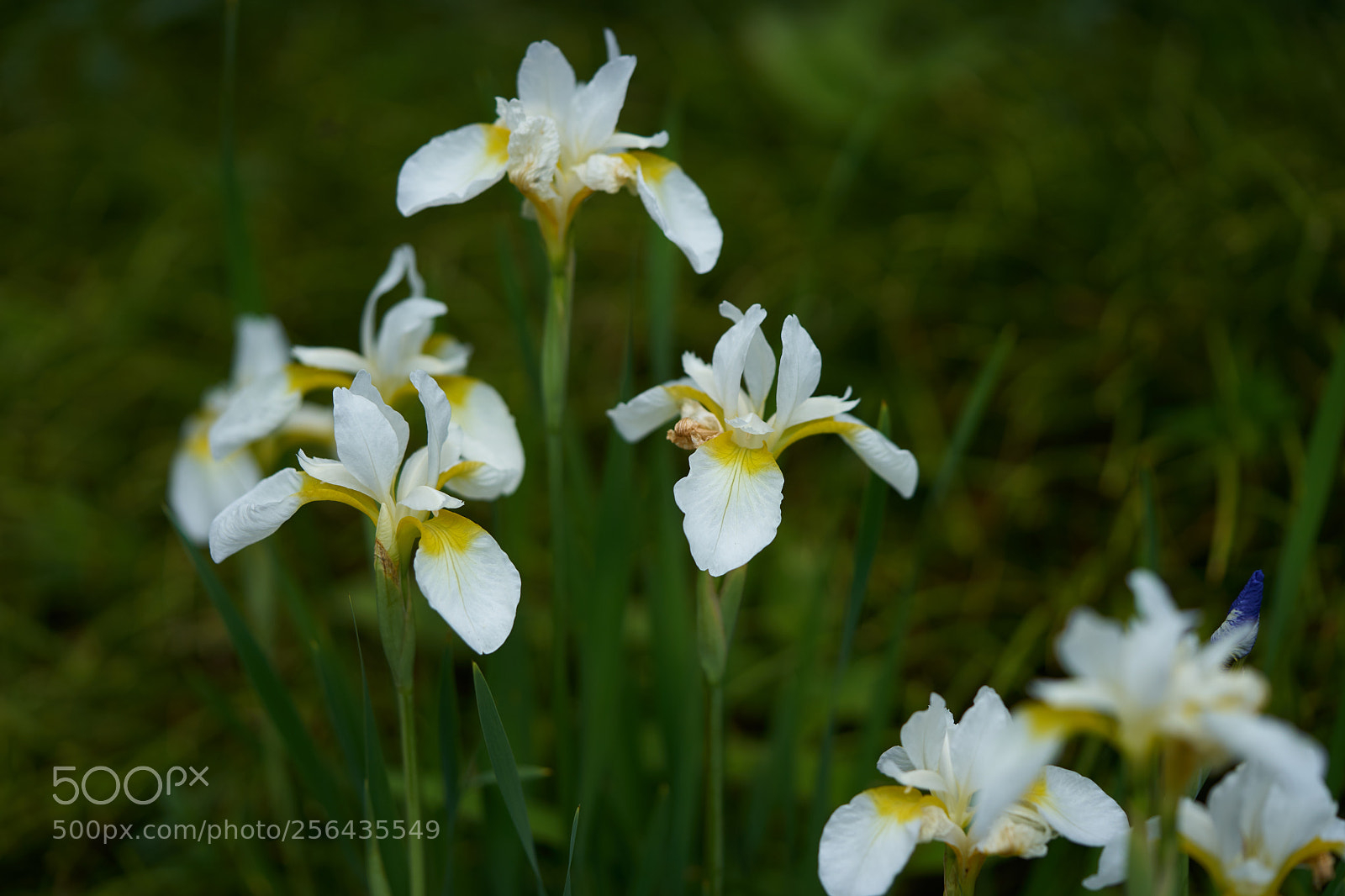 Sony a7 sample photo. Flowers 6531 photography