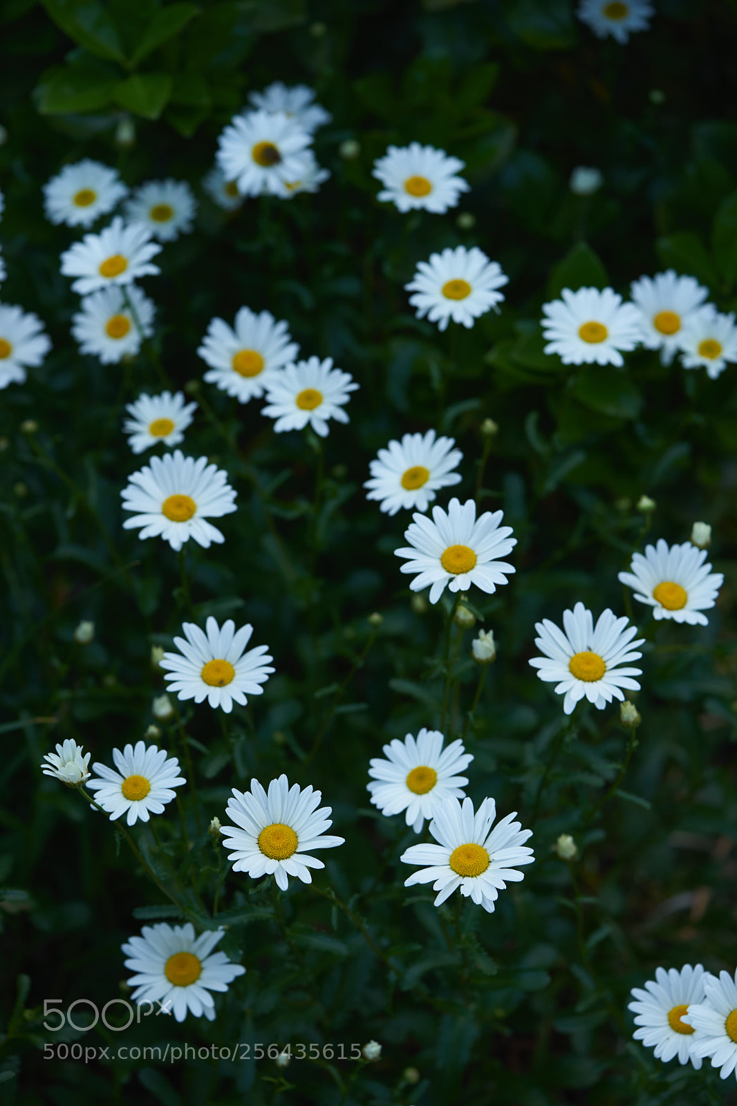 Sony a7 sample photo. Flowers 6532 photography
