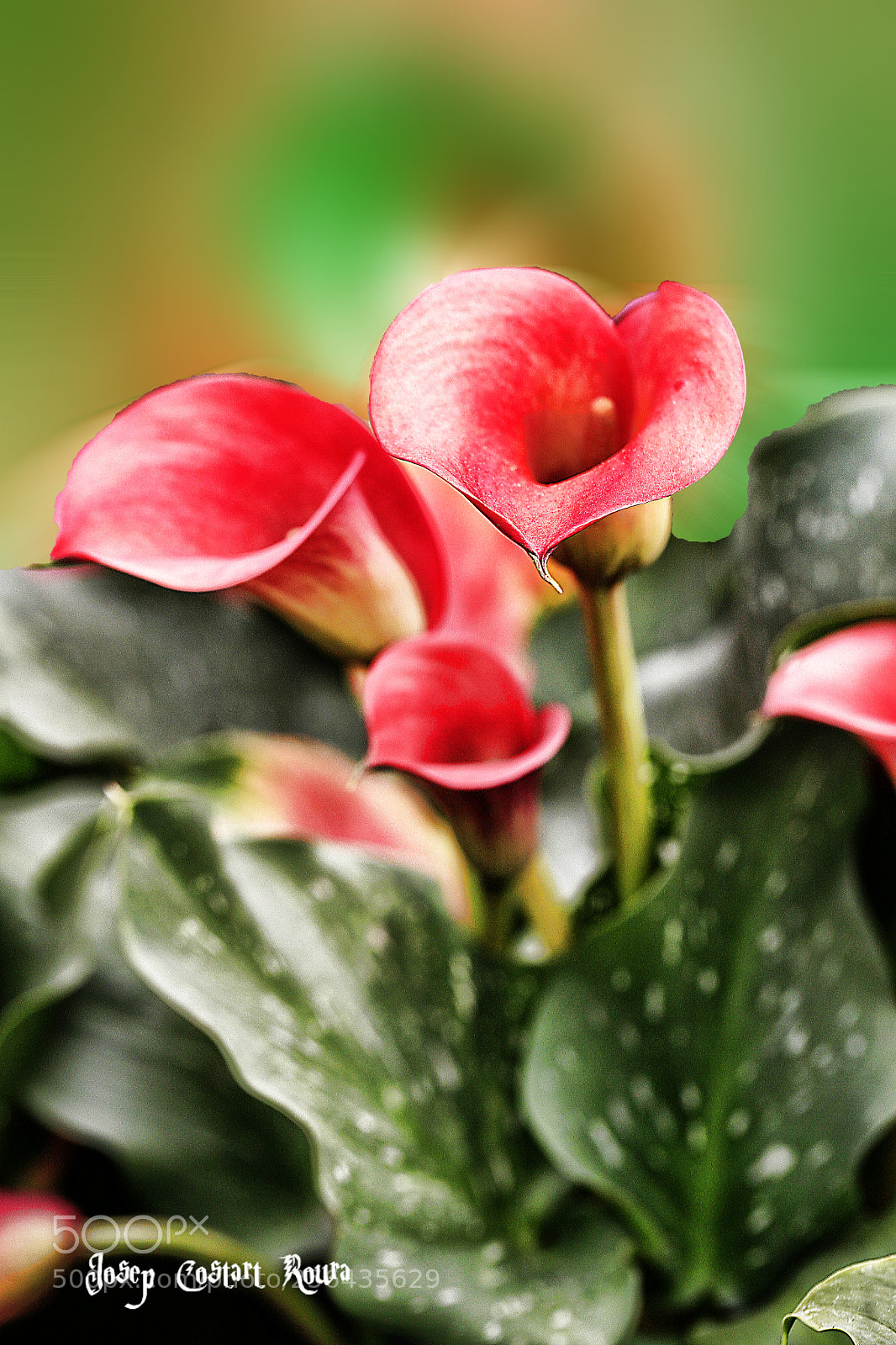 Canon EOS 5D sample photo. Flora photography