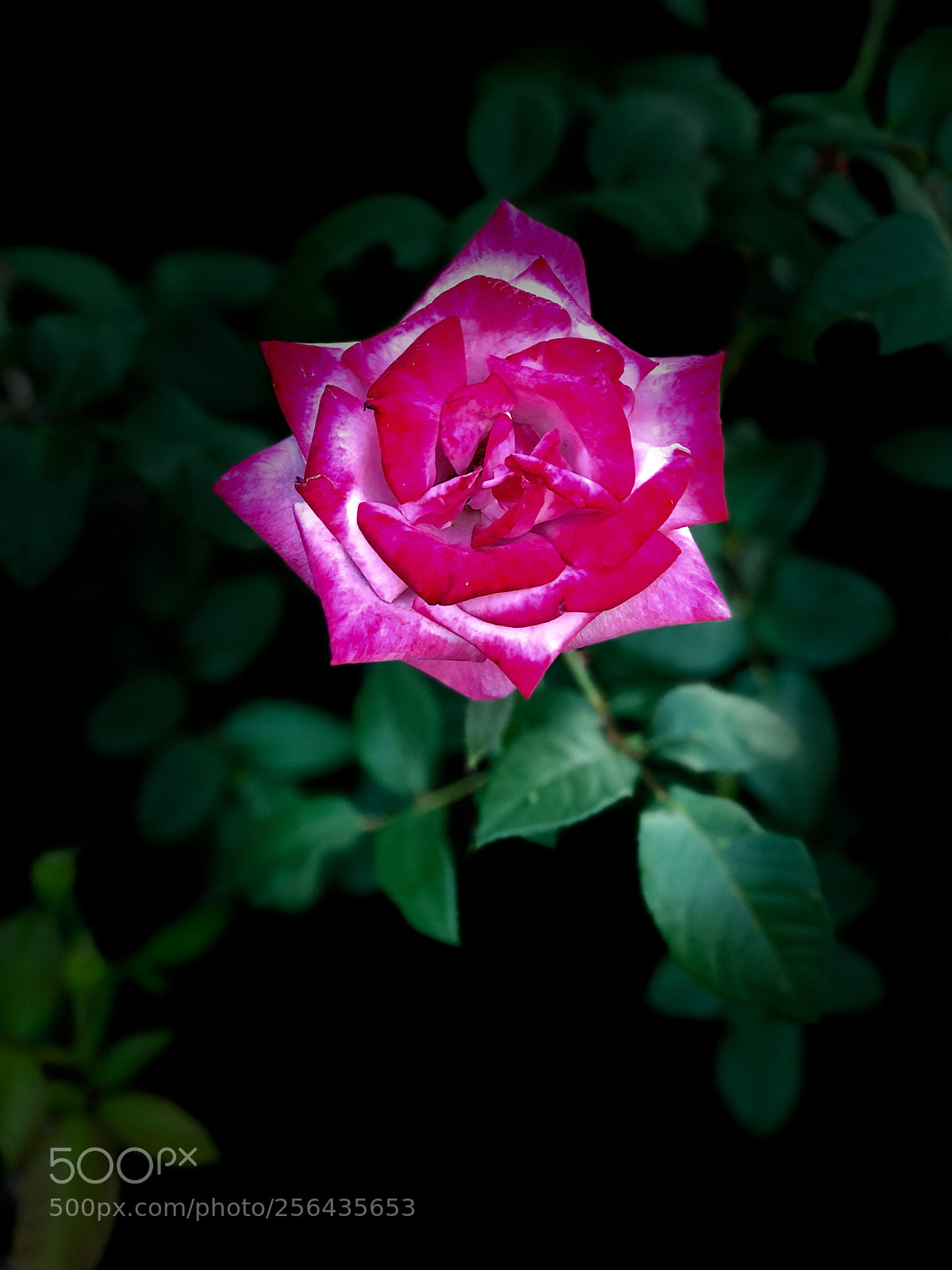 Apple iPhone 8 Plus sample photo.  rose photography