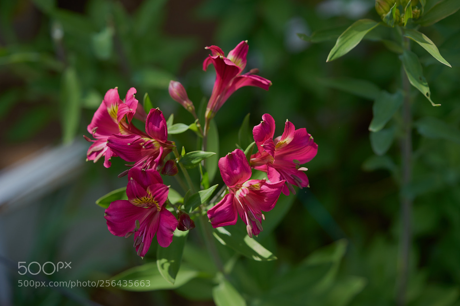 Sony a7 sample photo. Flowers 6533 photography