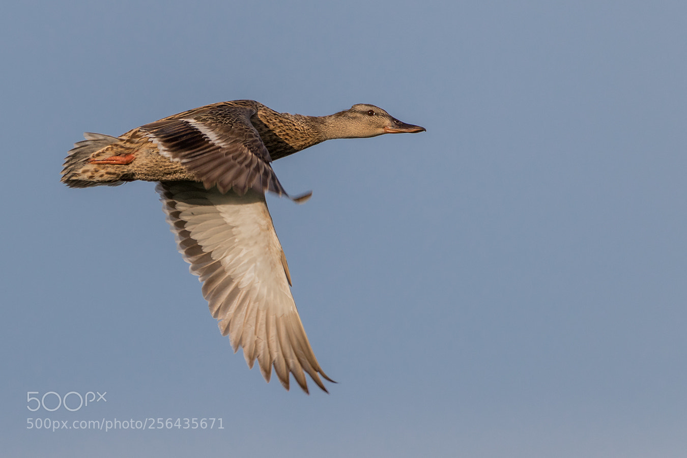 Canon EOS 7D Mark II sample photo. Stockente photography