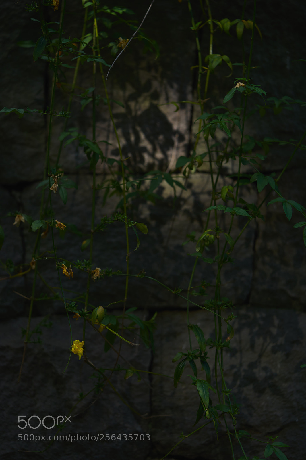 Sony a7 sample photo. Flowers 6534 photography
