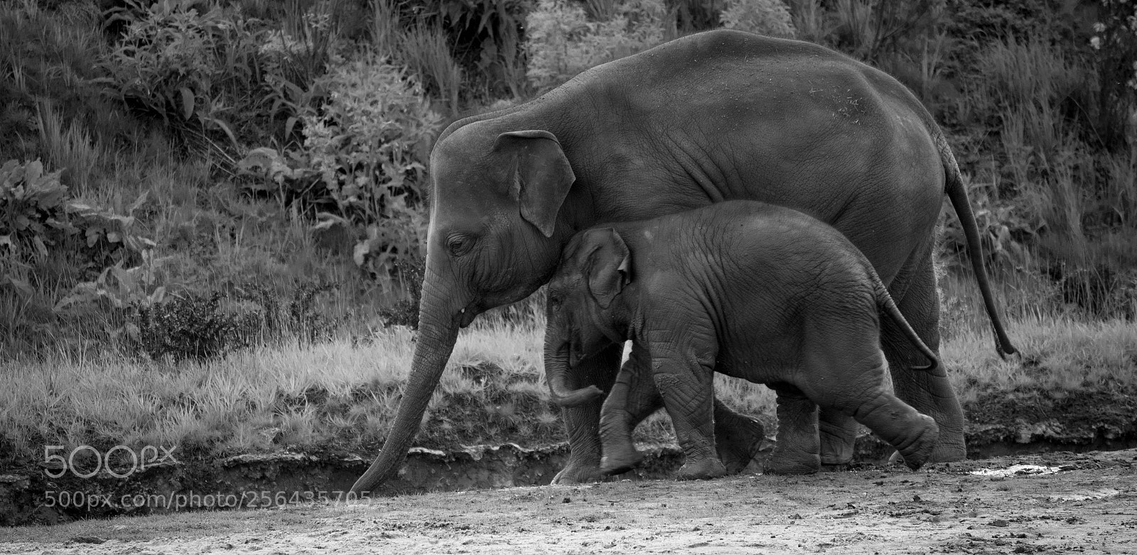 Canon EOS 600D (Rebel EOS T3i / EOS Kiss X5) sample photo. Elephant photography