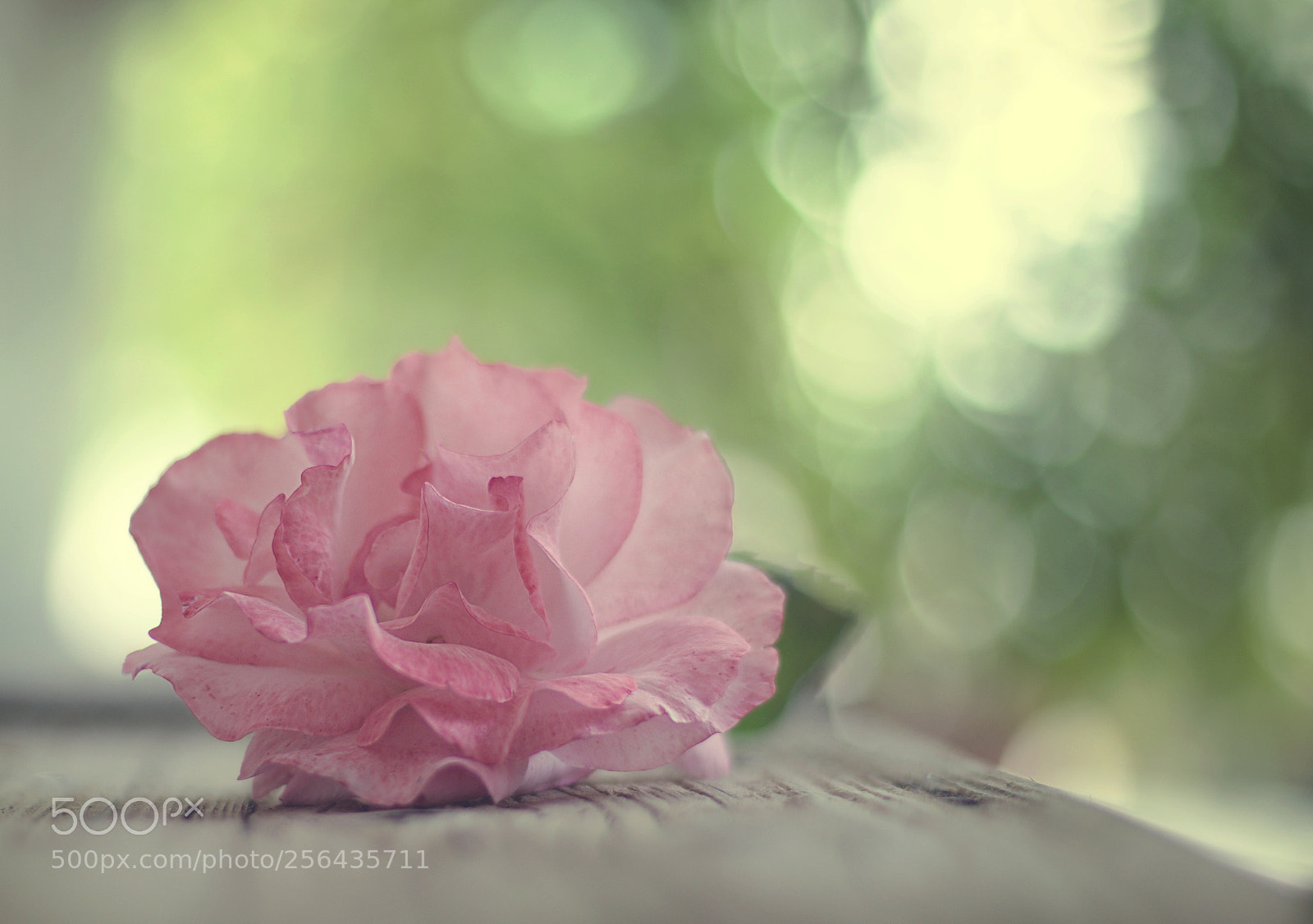 Canon EOS 6D + Canon EF 50mm F1.4 USM sample photo. Maturity... photography