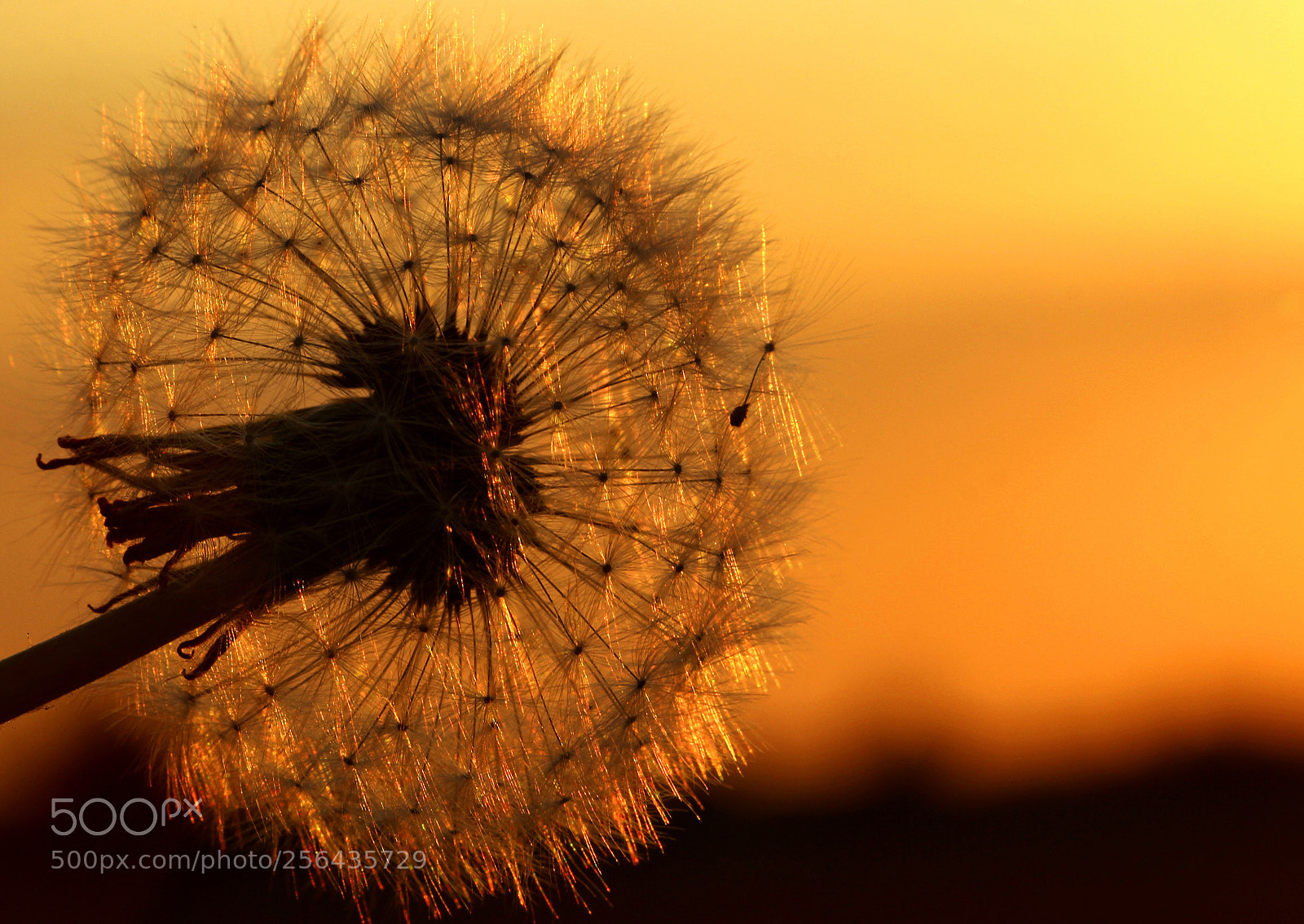 Canon EOS 60D sample photo. Another ball  photography
