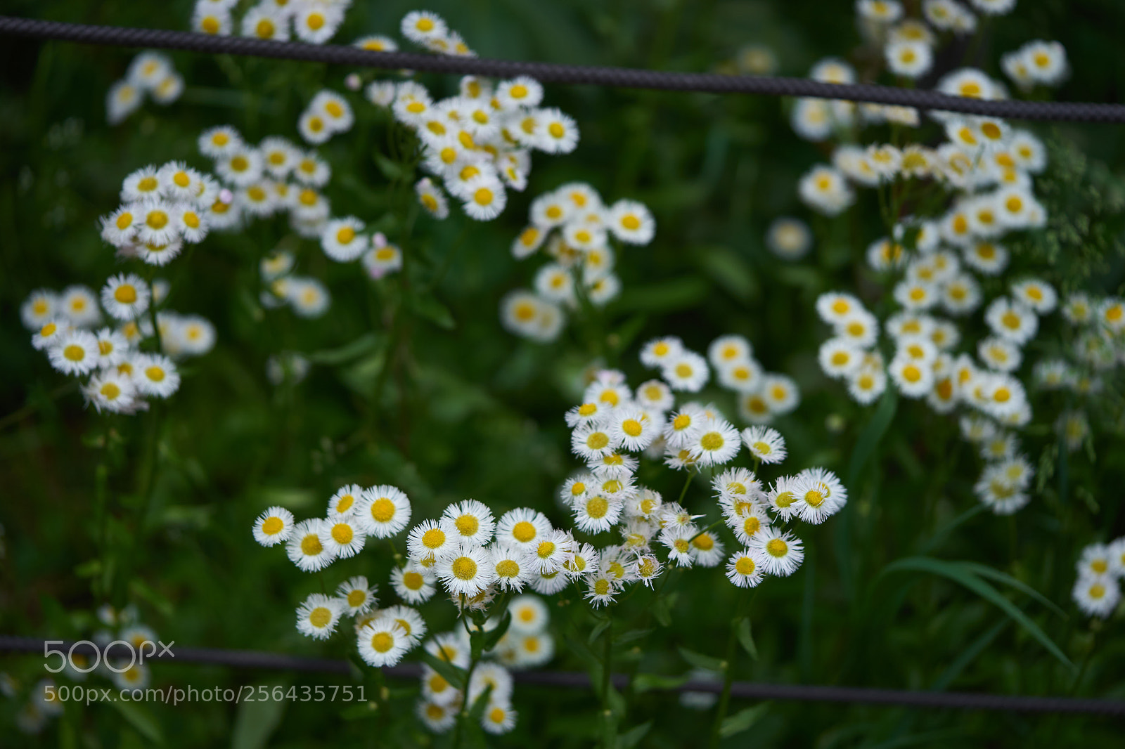 Sony a7 sample photo. Flowers 6535 photography