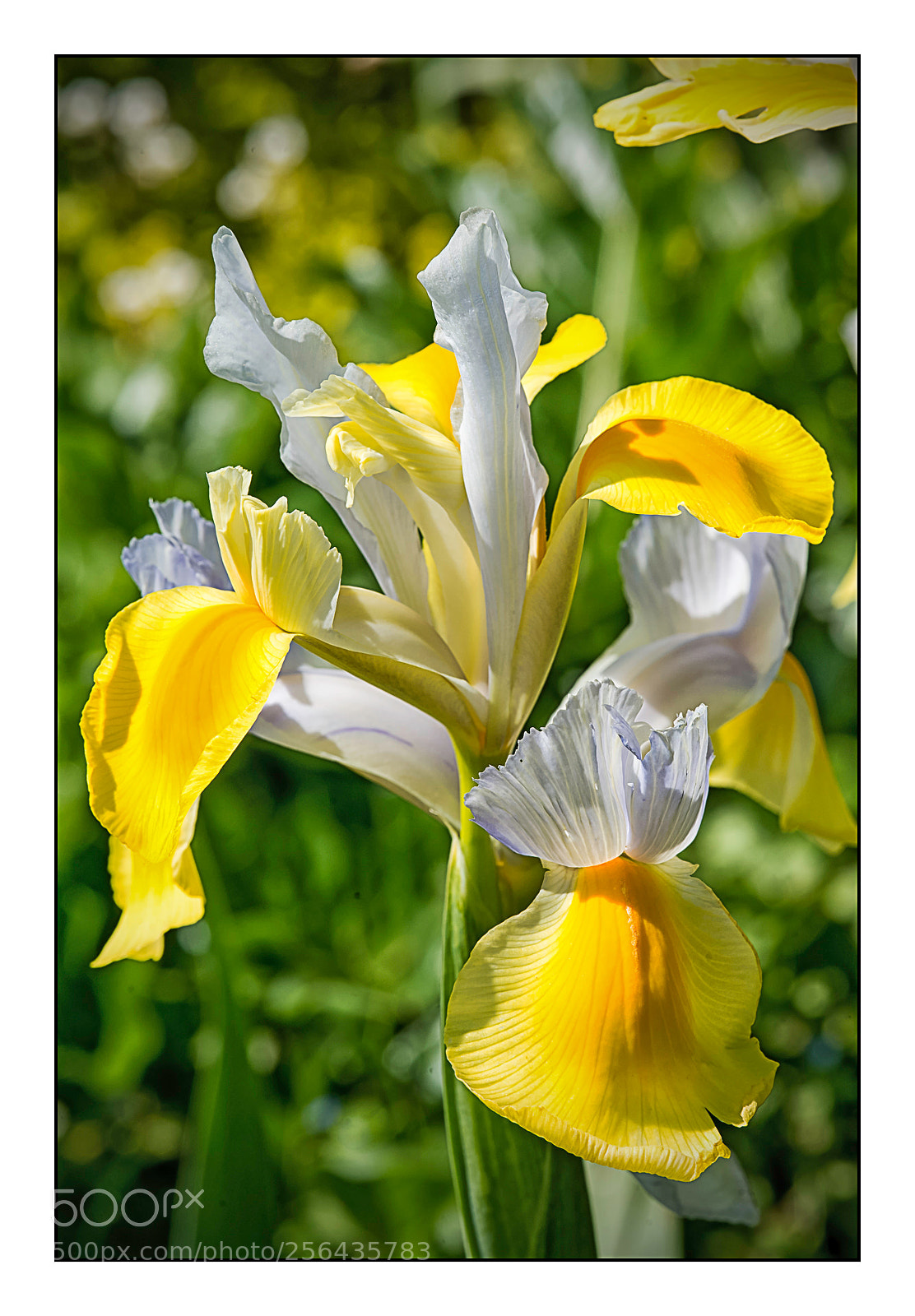 Nikon D610 sample photo. Iris au jardin. photography