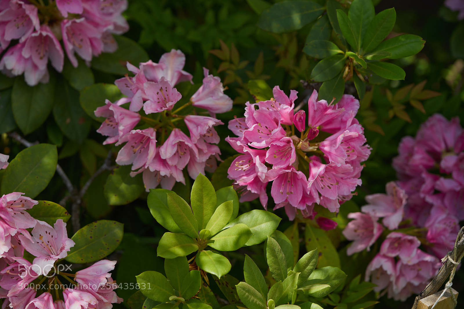Sony a7 sample photo. Flowers 6536 photography