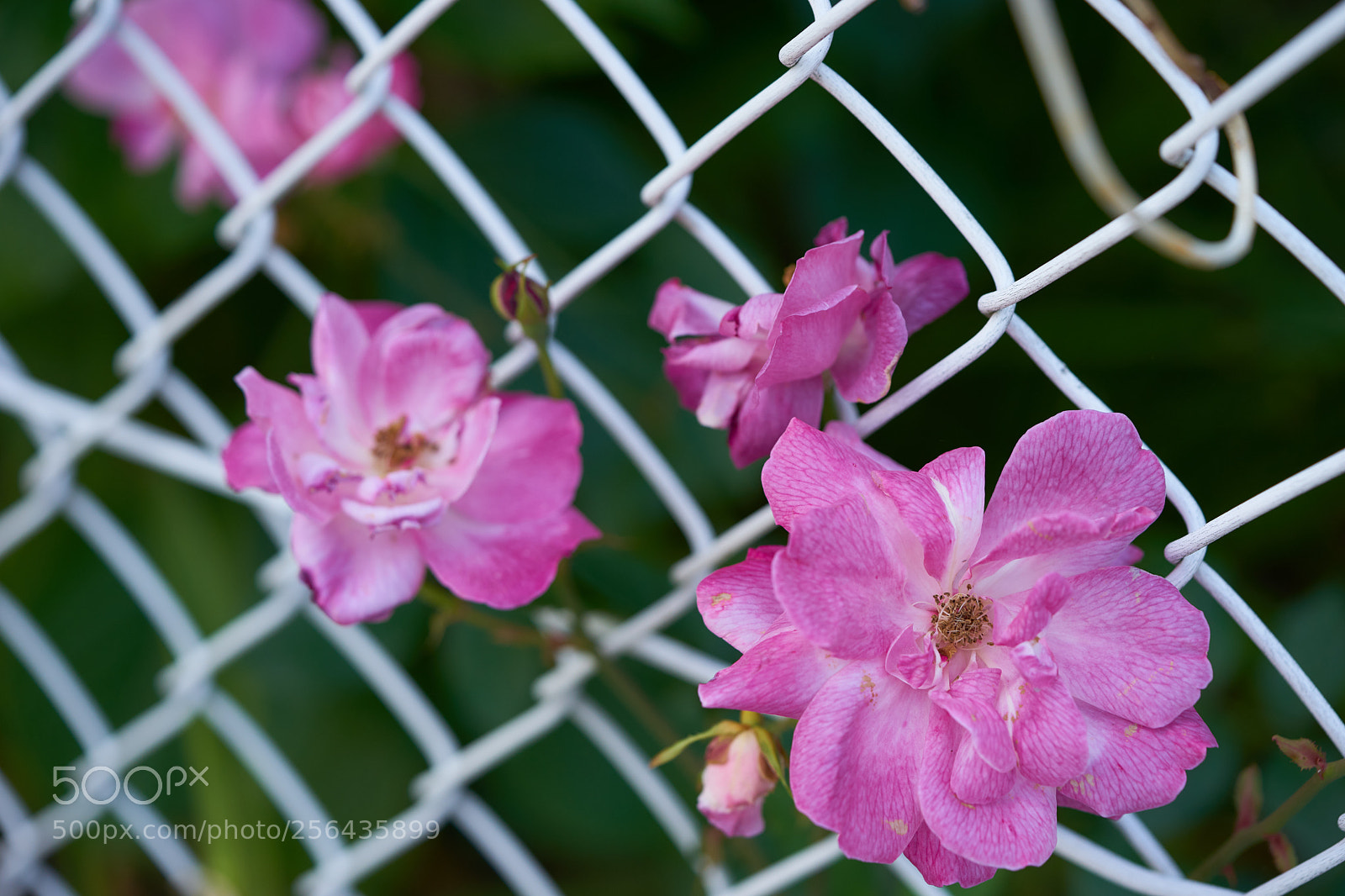 Sony a7 sample photo. Flowers 6537 photography