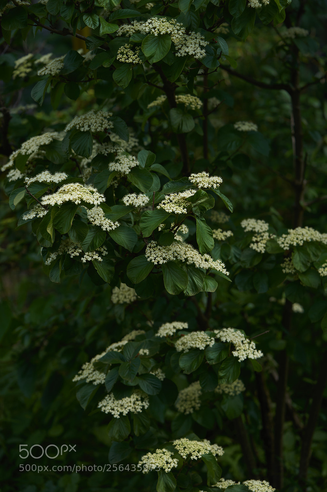 Sony a7 sample photo. Flowers 6538 photography