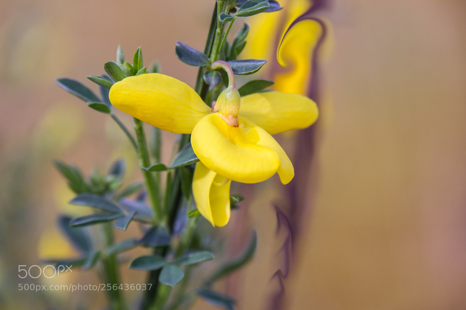 Sony a6000 sample photo. Yellow i am photography