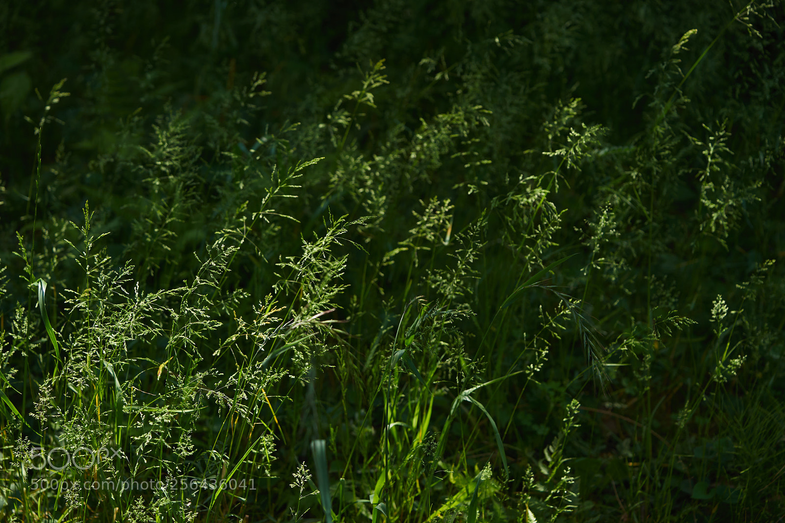 Sony a7 sample photo. Flowers 6539 photography