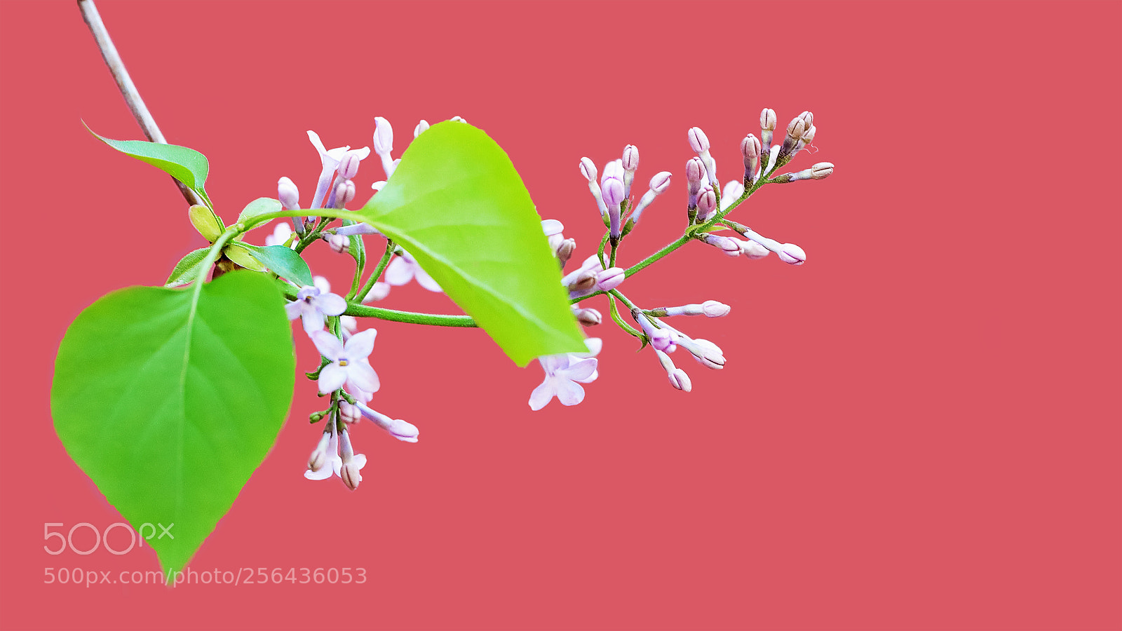 Canon EOS-1D X Mark II sample photo. 丁香花 photography