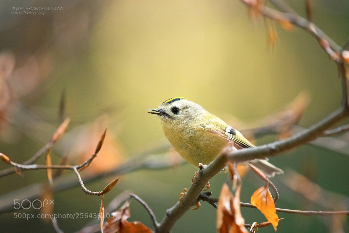 Nikon D500 sample photo. Goldcrest photography