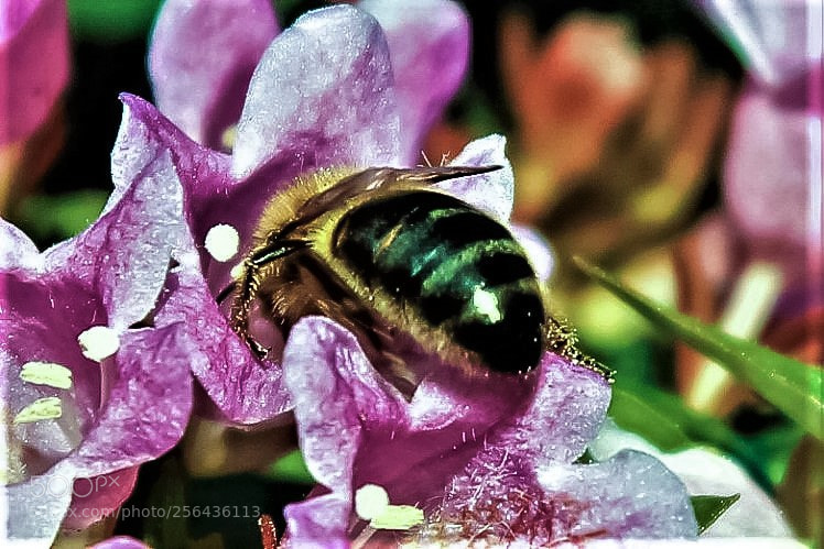 Canon EOS 600D (Rebel EOS T3i / EOS Kiss X5) sample photo. Mg photography