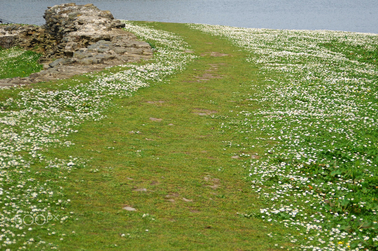 Nikon D2X sample photo. Path and daisys photography