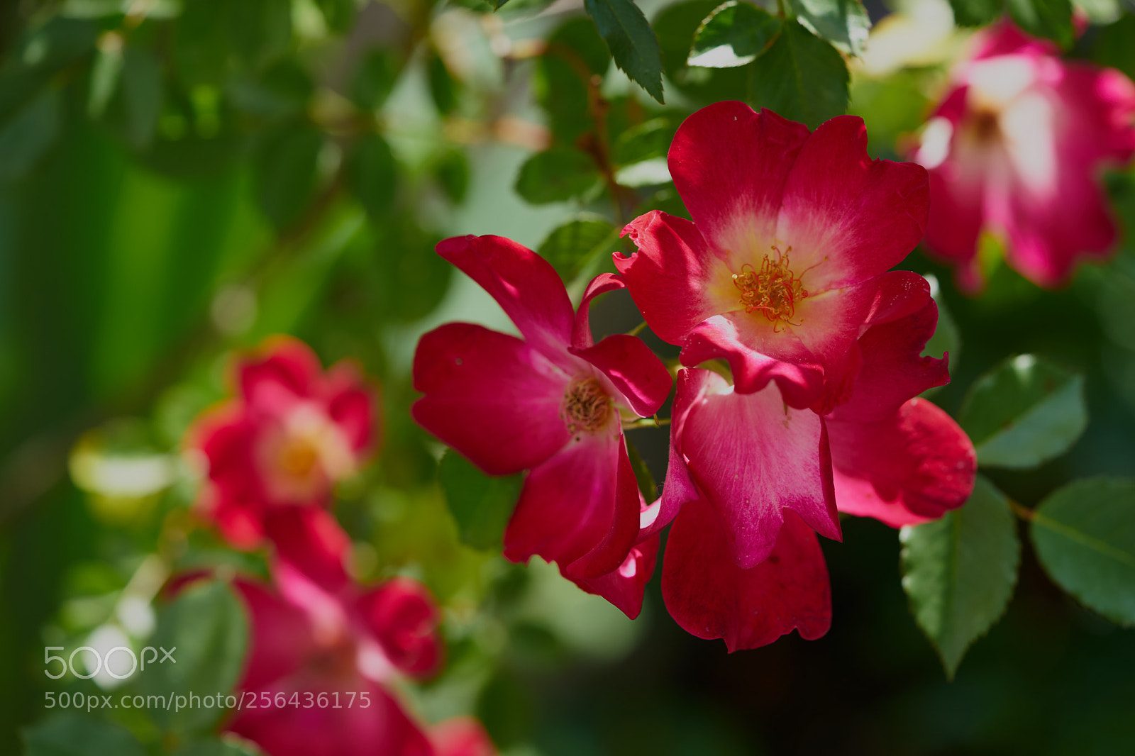 Sony a7 sample photo. Flowers 6540 photography