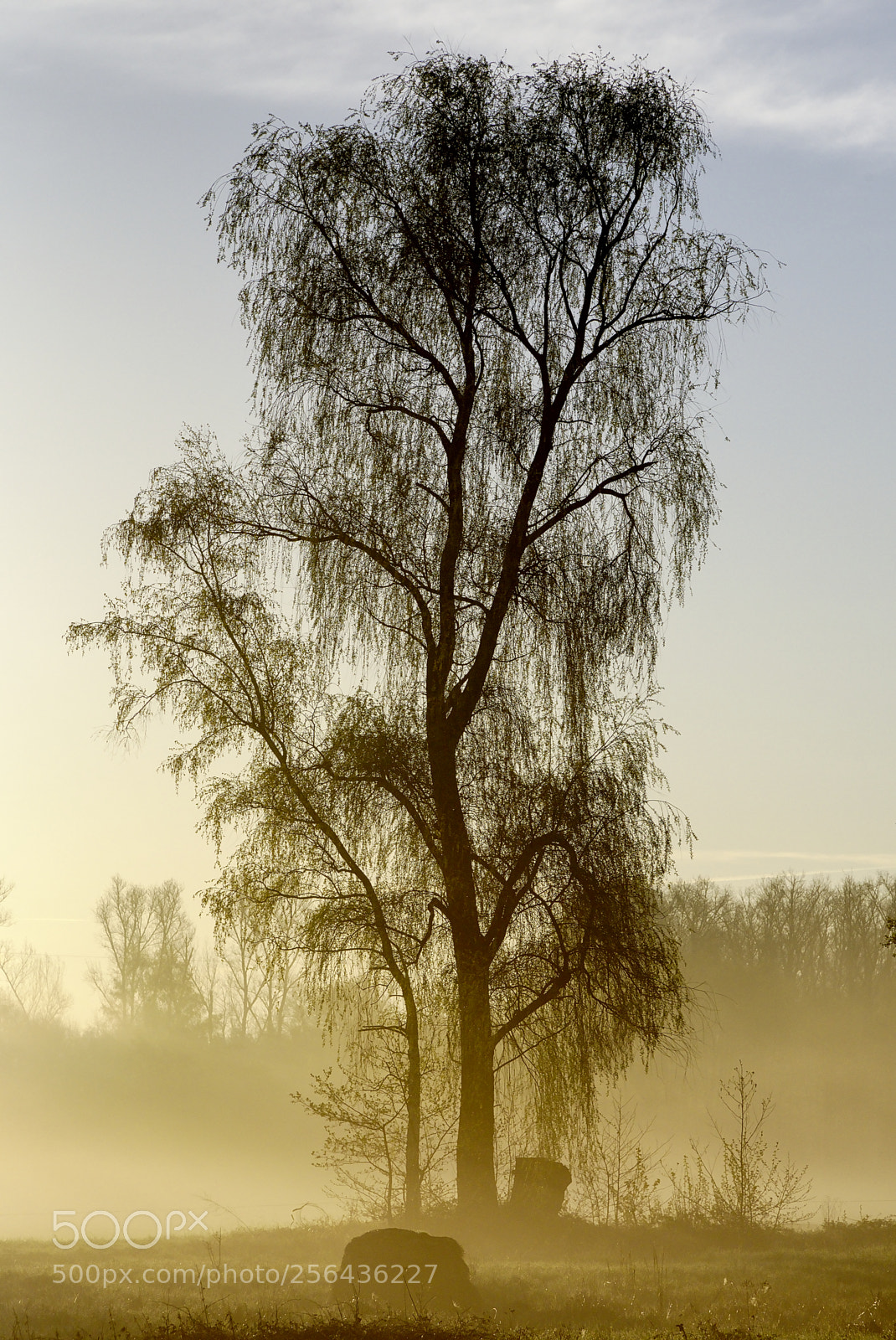 Nikon D750 sample photo. Tree28 photography