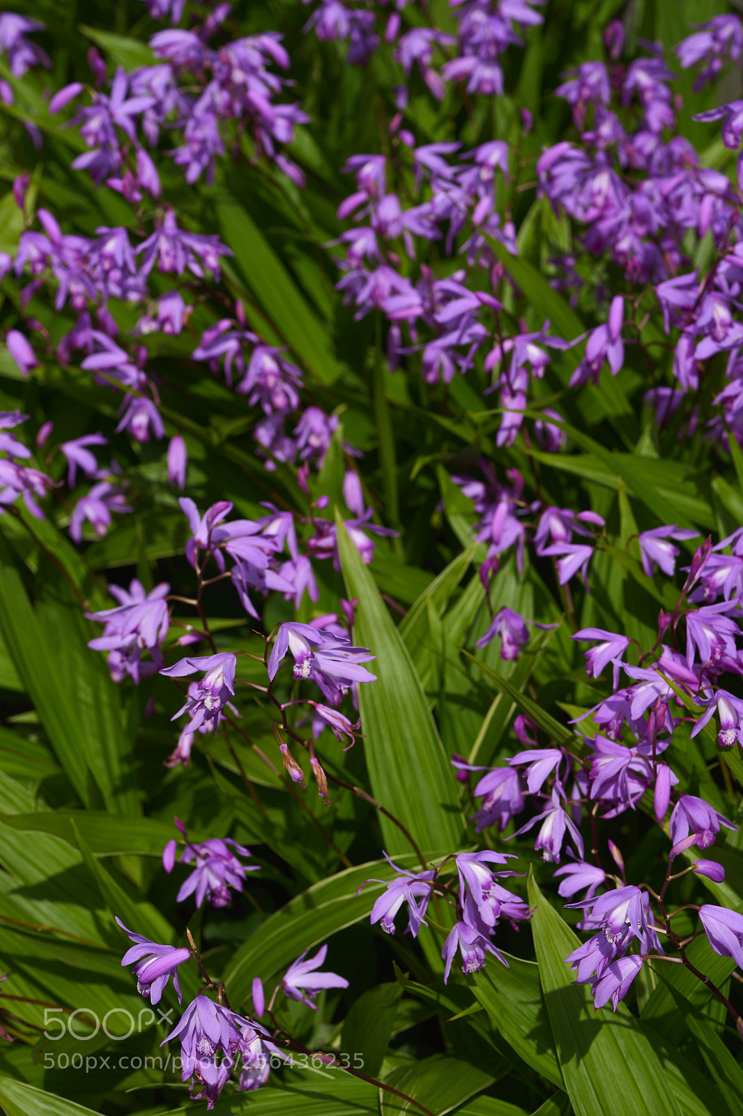 Sony a7 sample photo. Flowers 6541 photography
