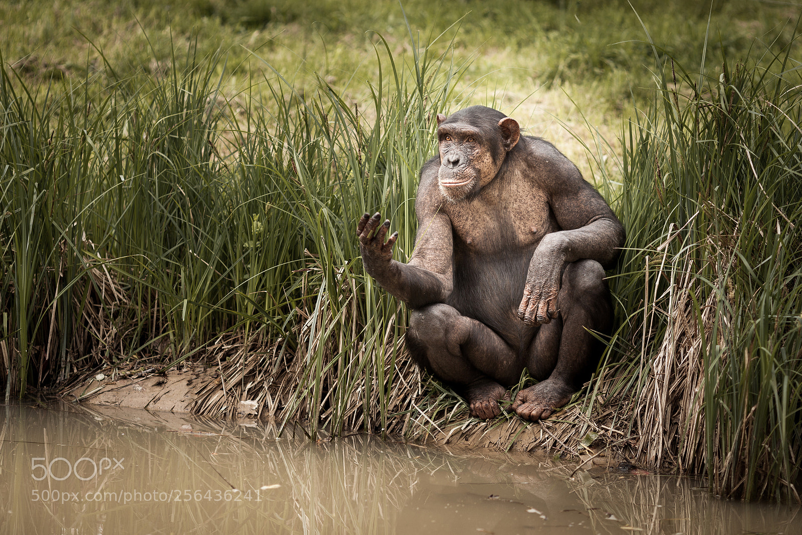 Canon EOS 5D Mark II sample photo. Mendiant... photography