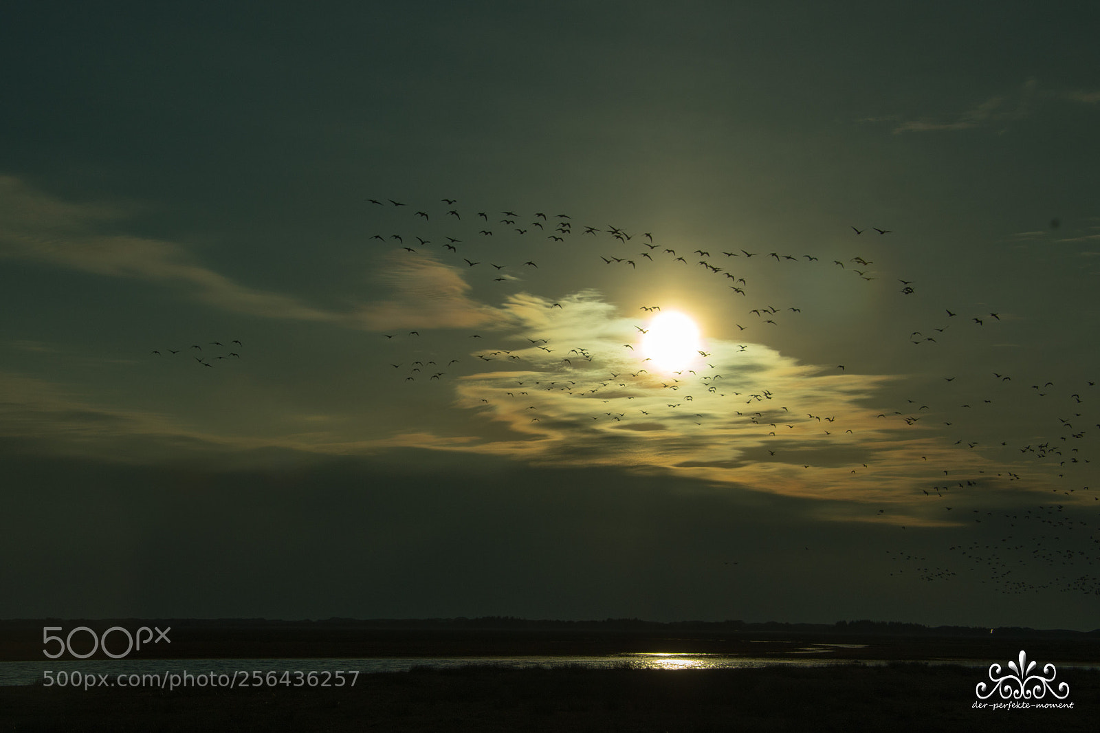Nikon D800E sample photo. Birds coming home photography