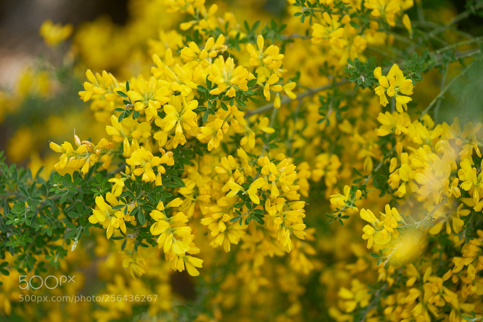Sony a7 sample photo. Flowers 6542 photography