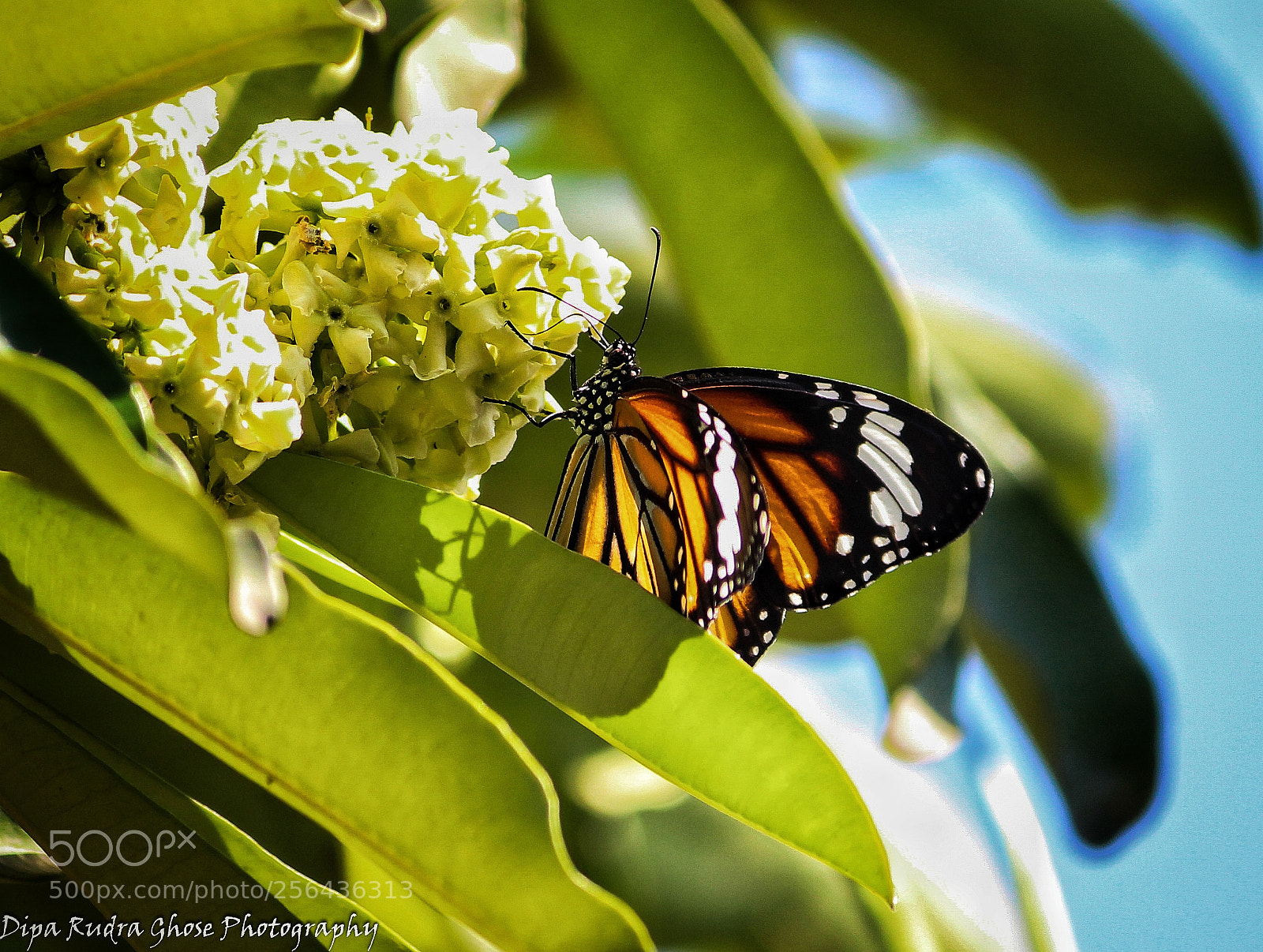 Canon EOS 700D (EOS Rebel T5i / EOS Kiss X7i) sample photo. Butterfly photography