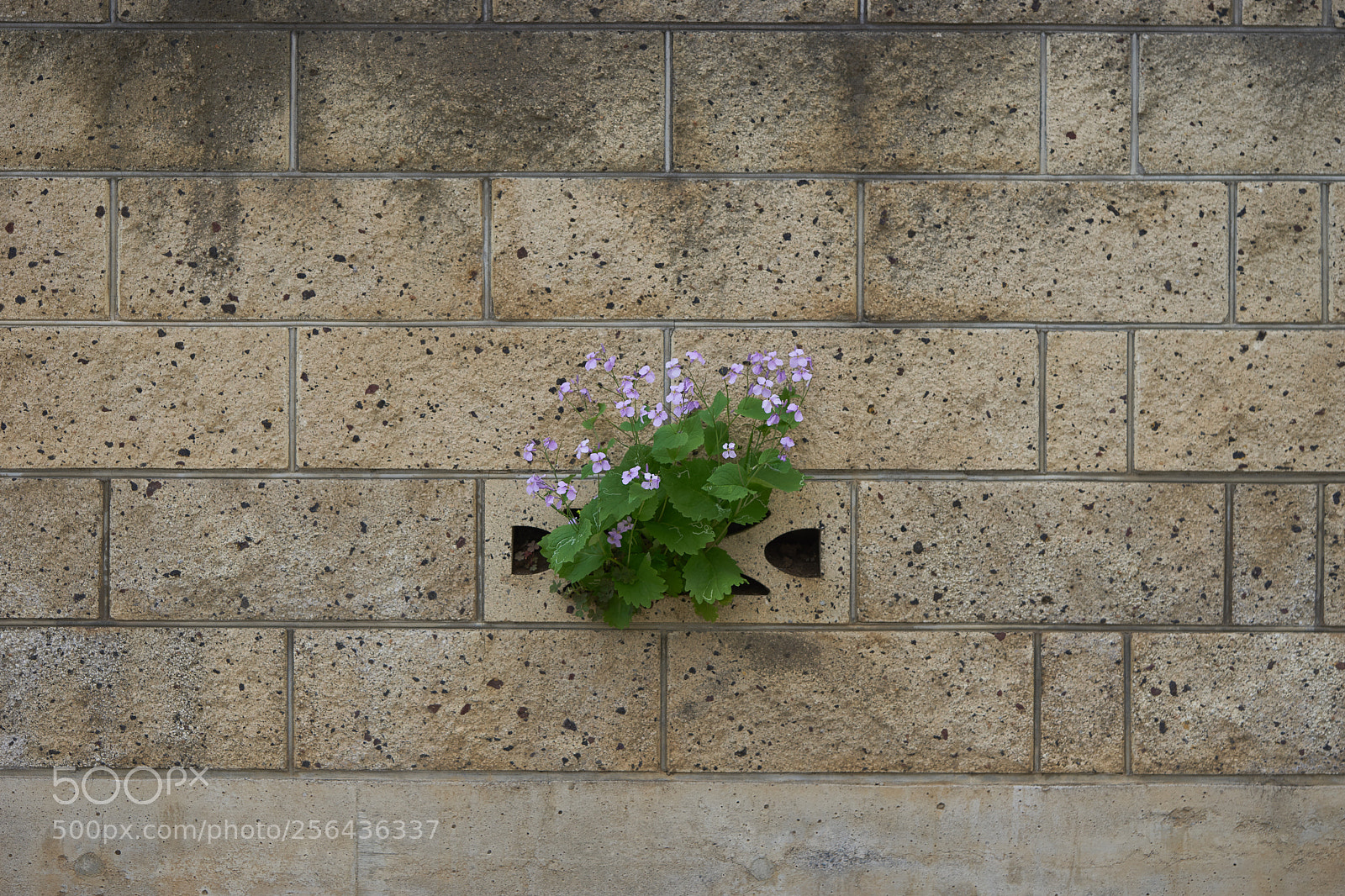 Sony a7 sample photo. Flowers 6543 photography