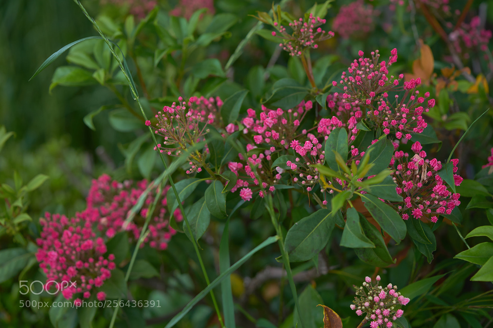 Sony a7 sample photo. Flowers 6544 photography
