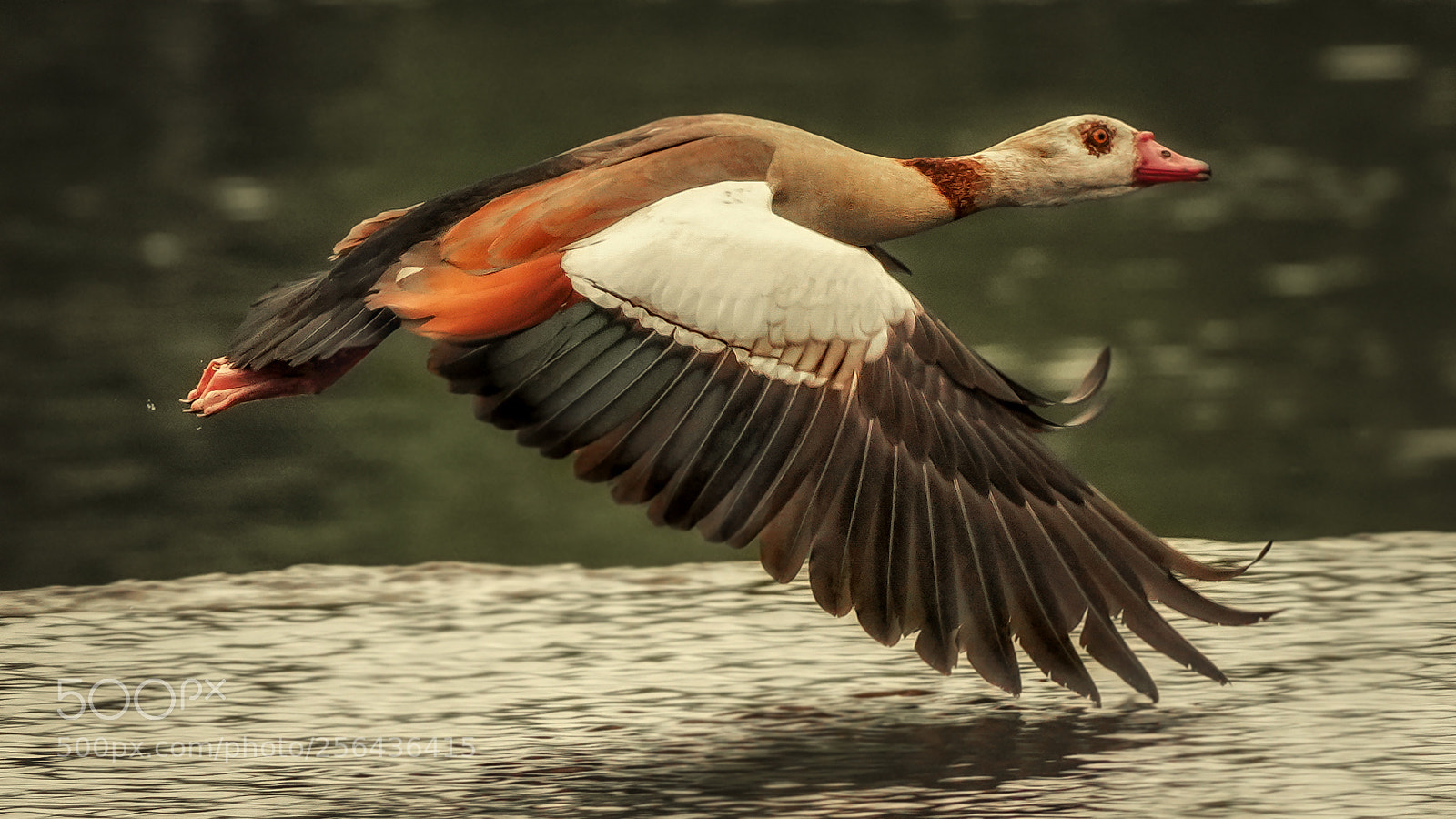 Sony a7R III sample photo. Nilgans photography