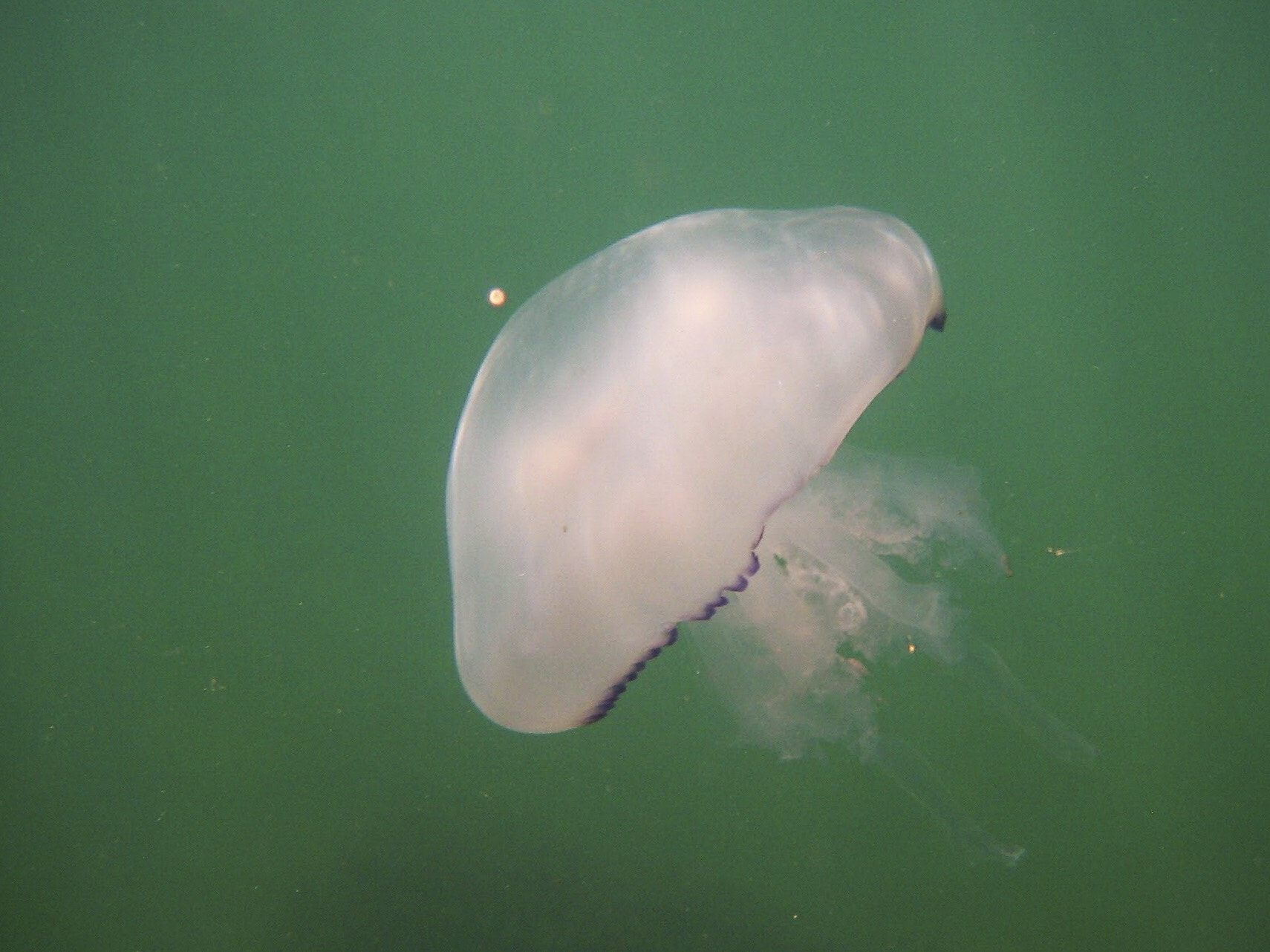 Canon DIGITAL IXUS 55 sample photo. Jellyfish photography