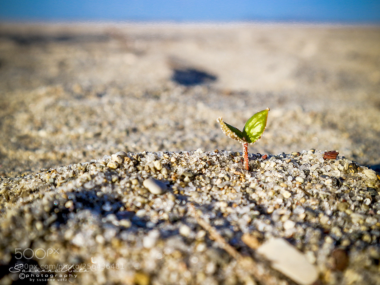 Canon EOS M10 sample photo. Life photography