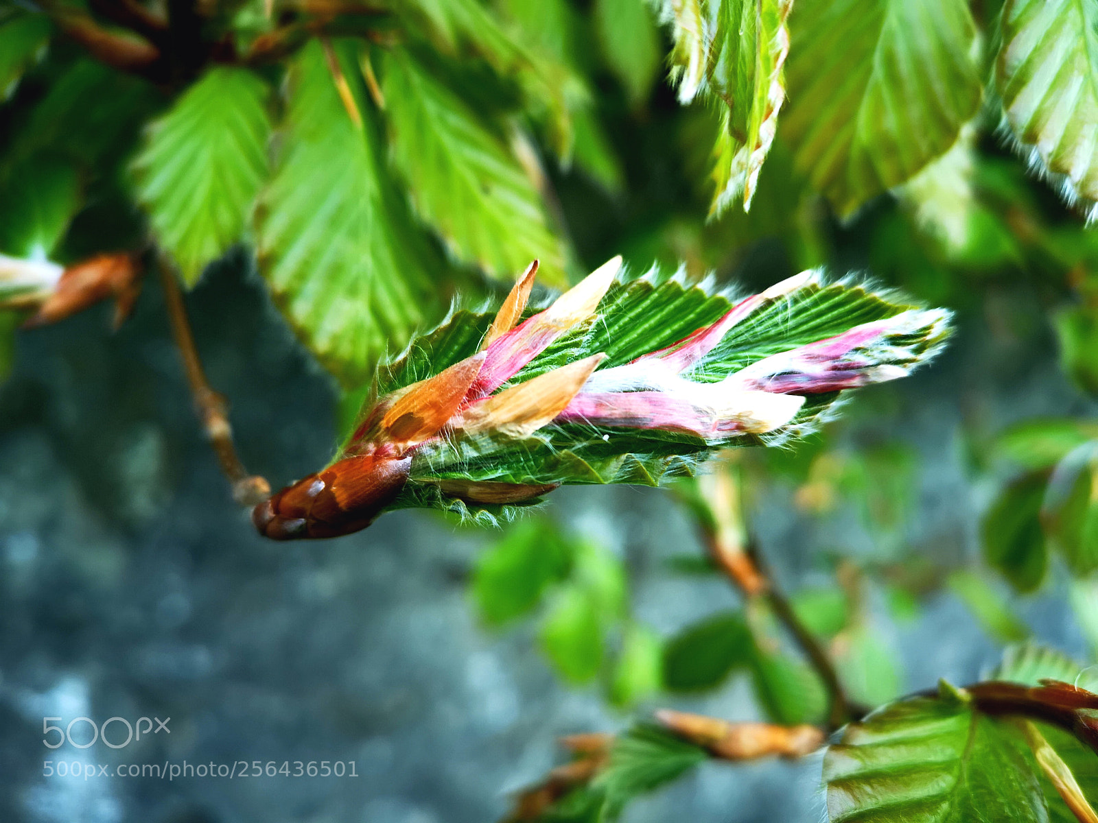 HUAWEI CLT-L29 sample photo. Life's a beech photography