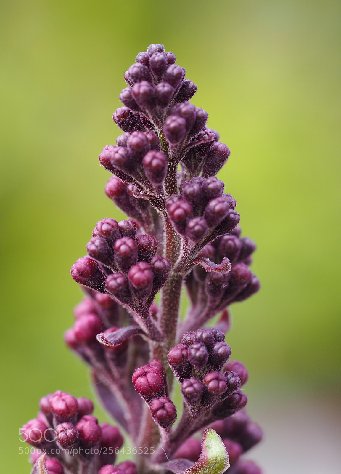 Olympus PEN E-PL7 sample photo. Lilac syringa just waiting photography