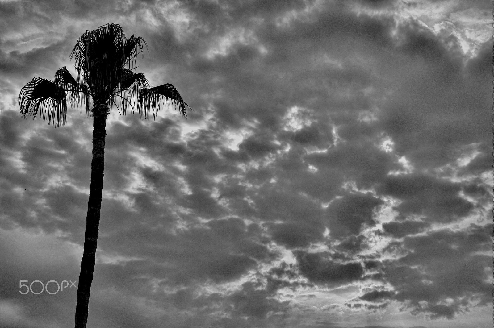 Nikon D2X sample photo. Palm tree photography