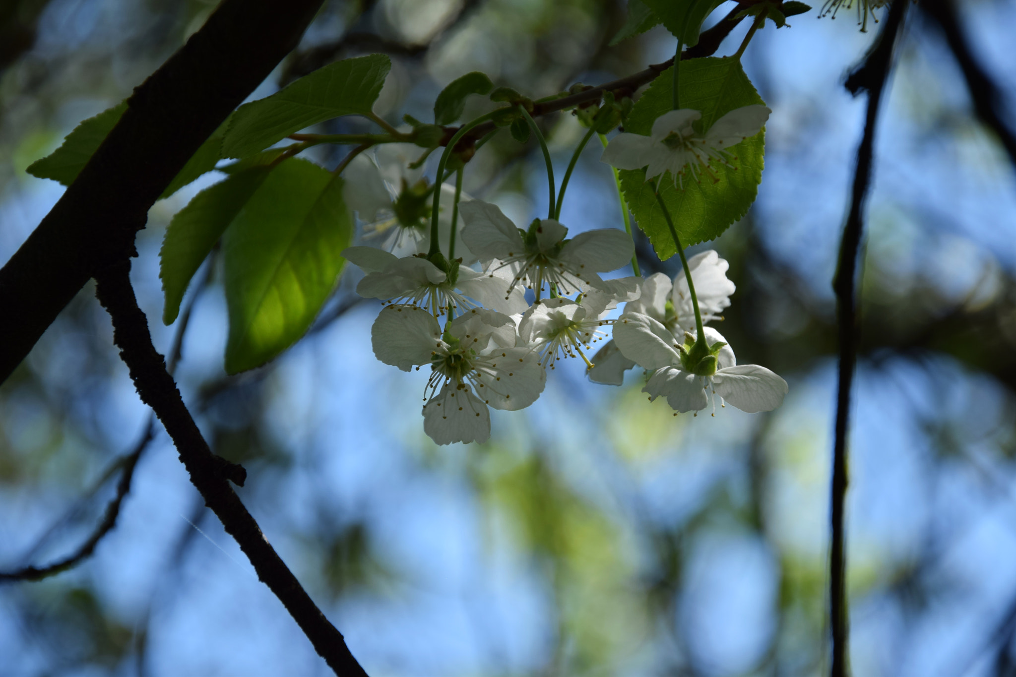 Nikon D3300 sample photo. Cherry blossom photography