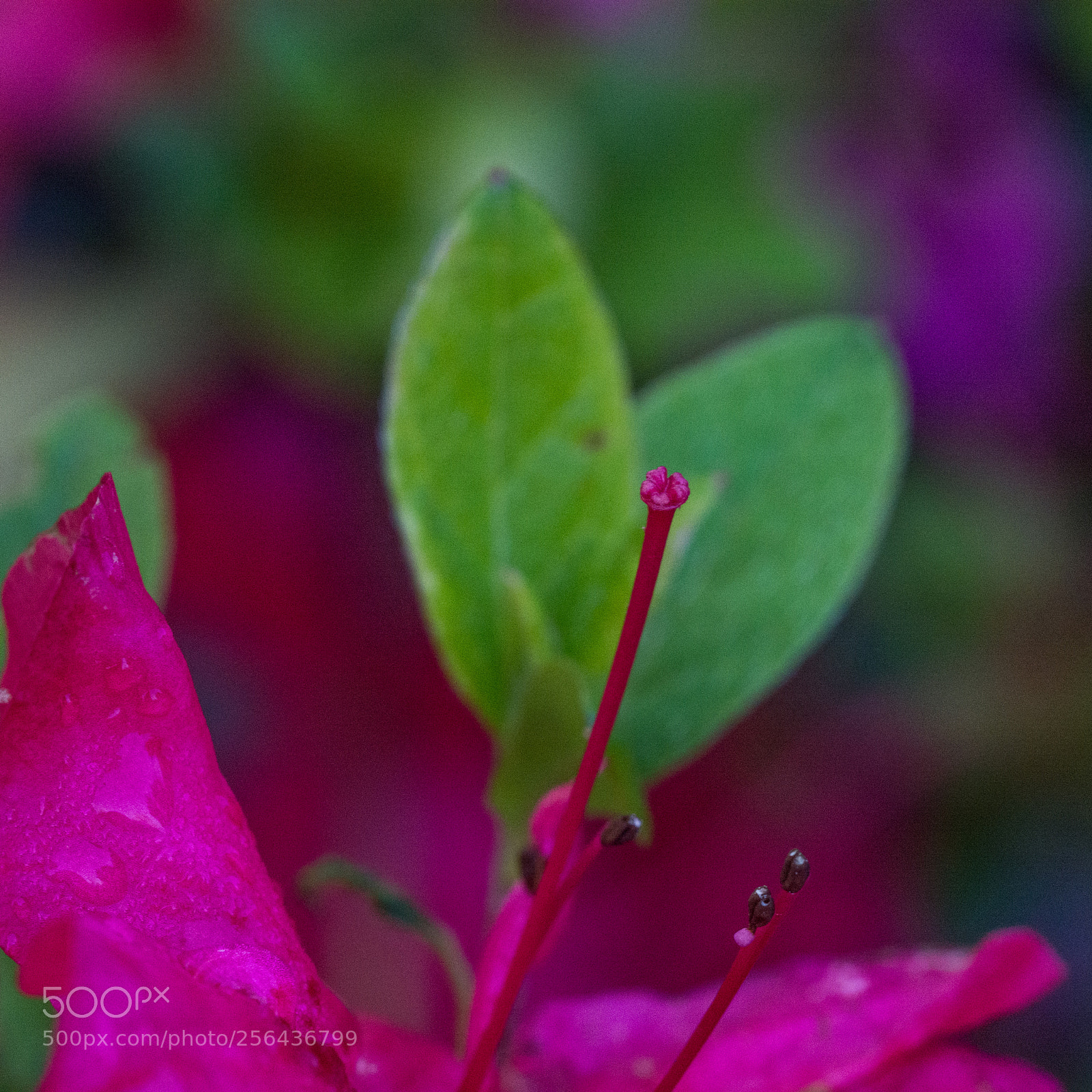 Nikon D7100 sample photo. Corazon partido....... photography