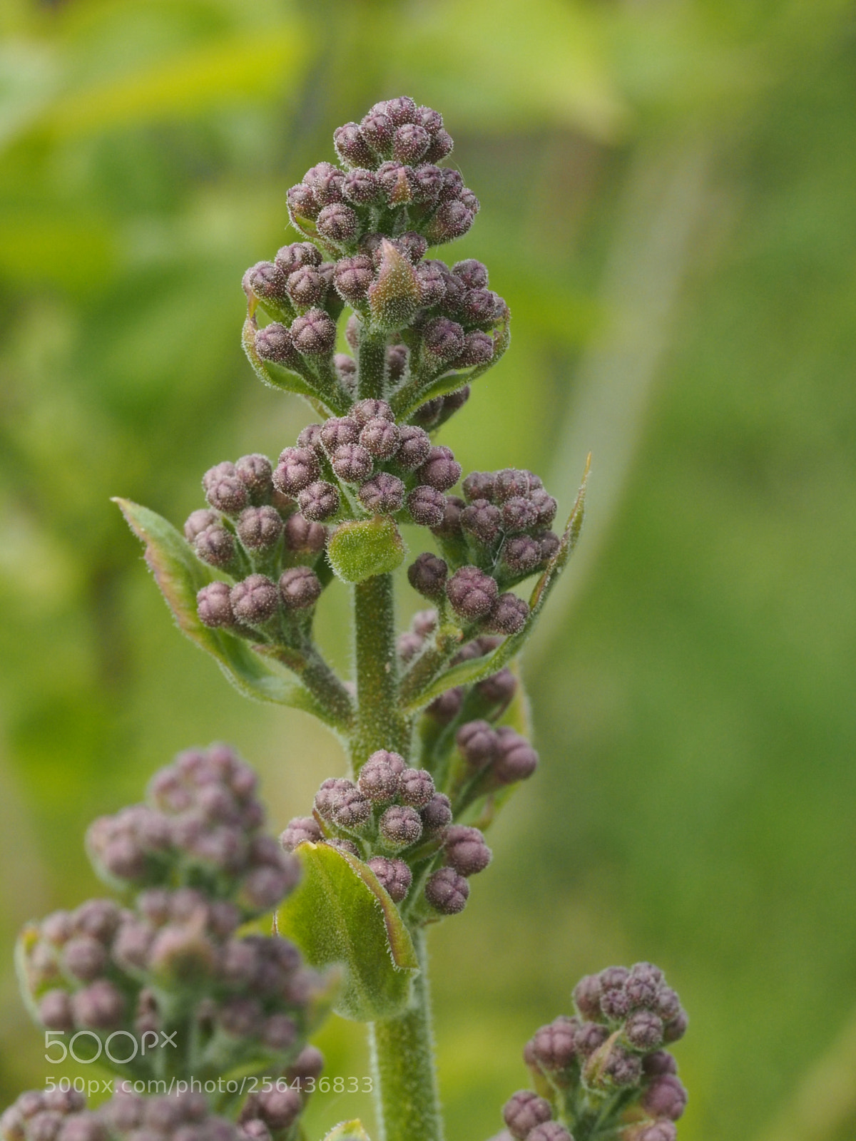 Olympus PEN E-PL7 sample photo. Lavender syringa waiting to photography