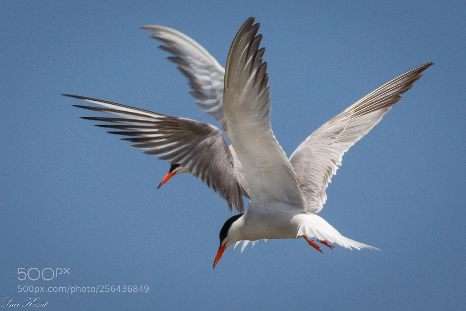 Canon EOS 6D sample photo. Common terns fishing photography