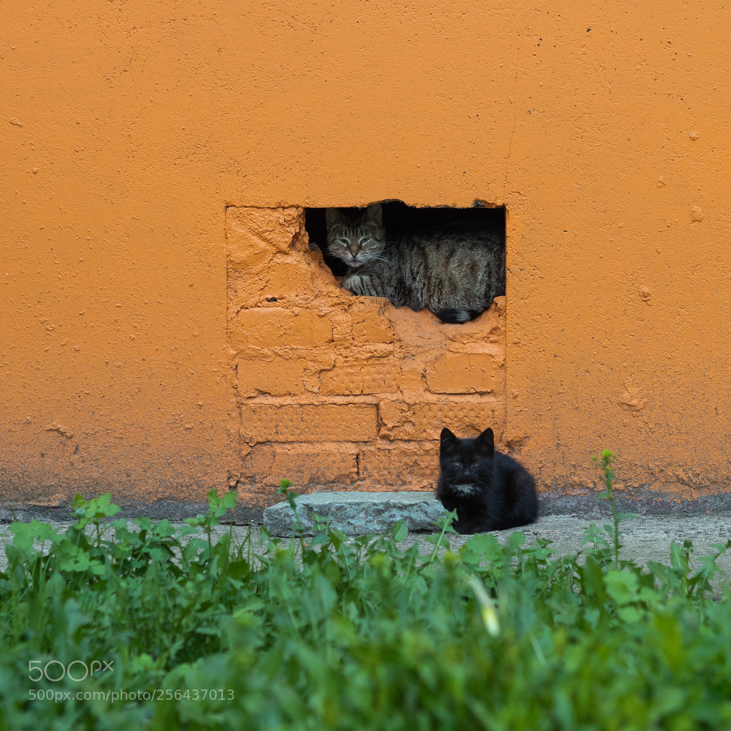 Olympus OM-D E-M5 II sample photo. Neighbors photography
