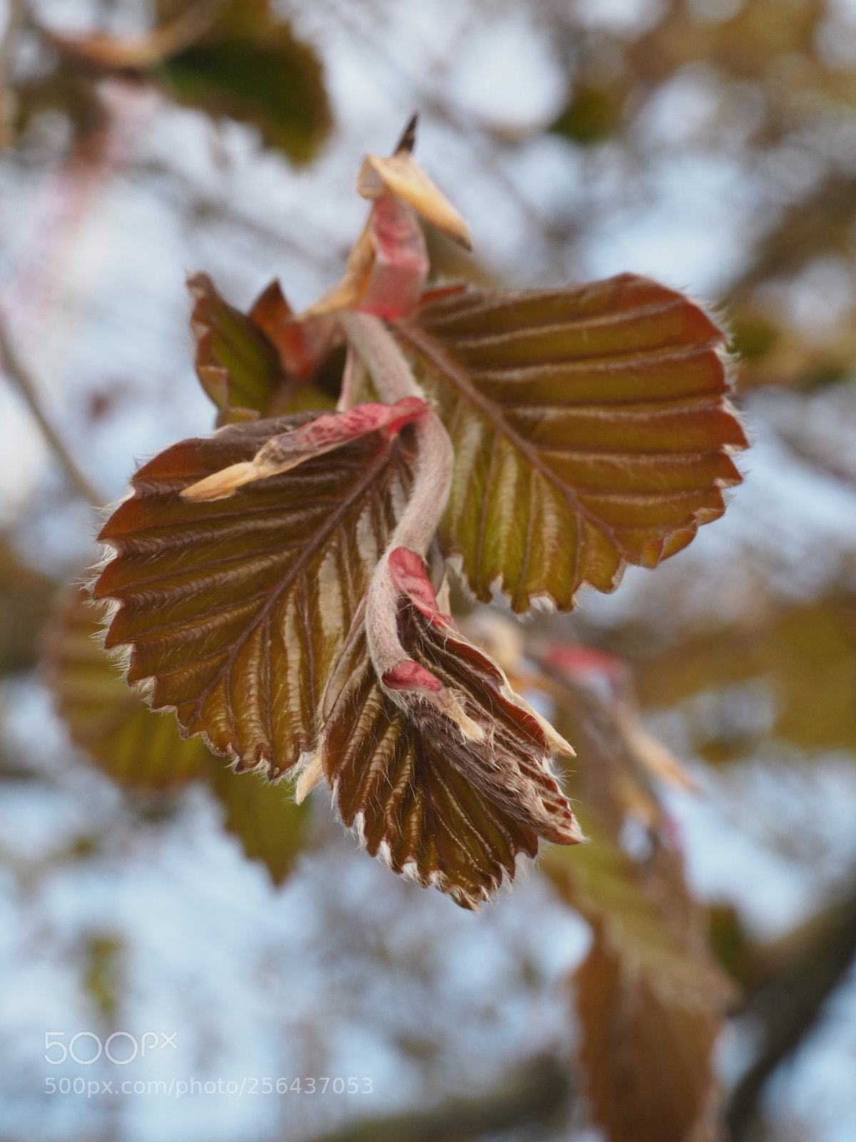 Olympus PEN E-PL7 sample photo. Copper beech in the photography
