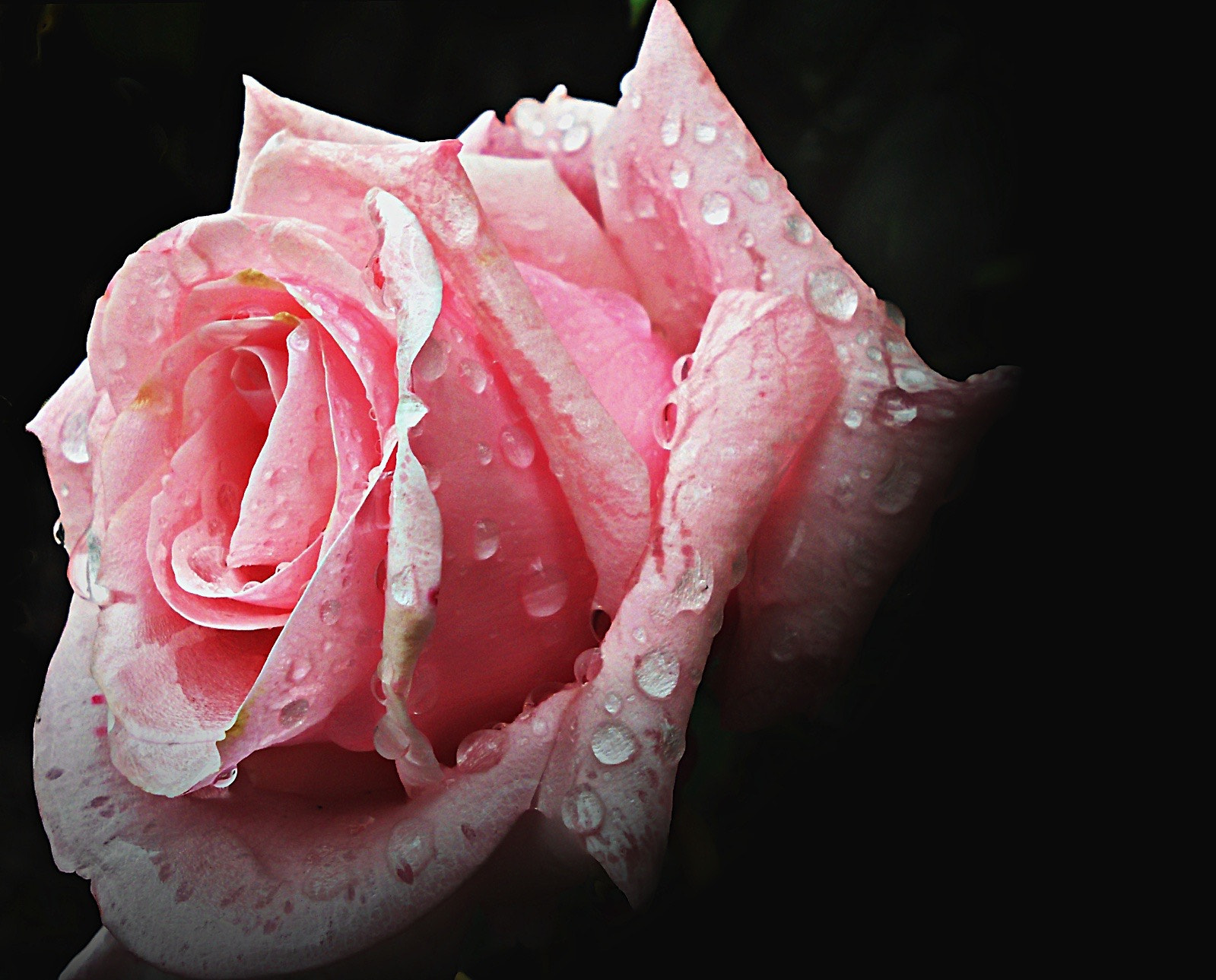 Nikon Coolpix S3000 sample photo. Rose in the rain photography