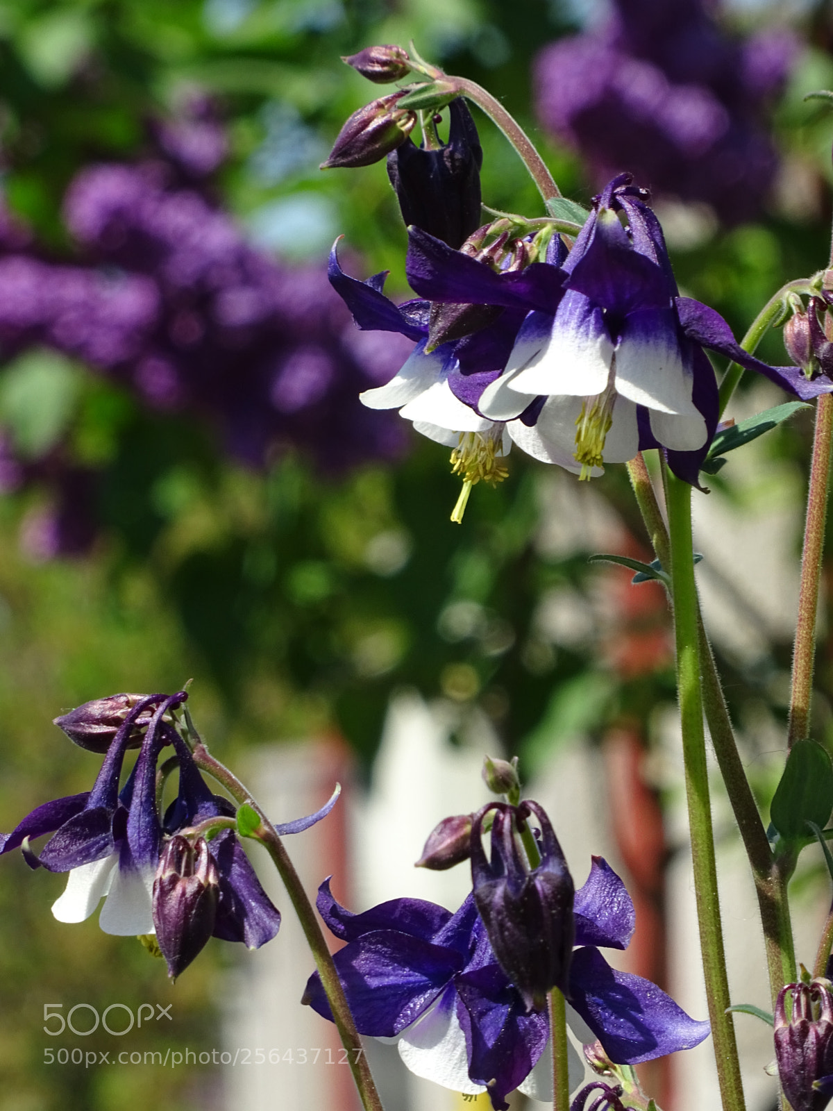 Sony DSC-HX60 sample photo. Violets are not blue photography