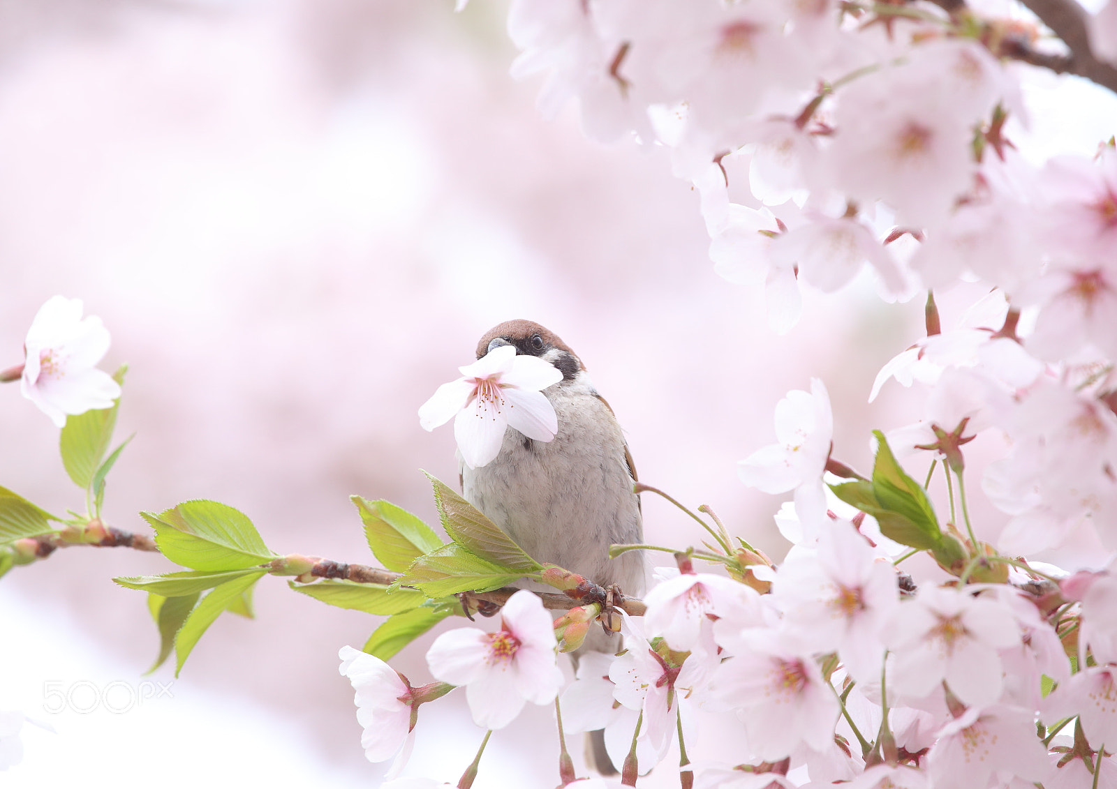 Canon EOS 6D + Canon EF 100-400mm F4.5-5.6L IS USM sample photo. Spring special breakfast photography